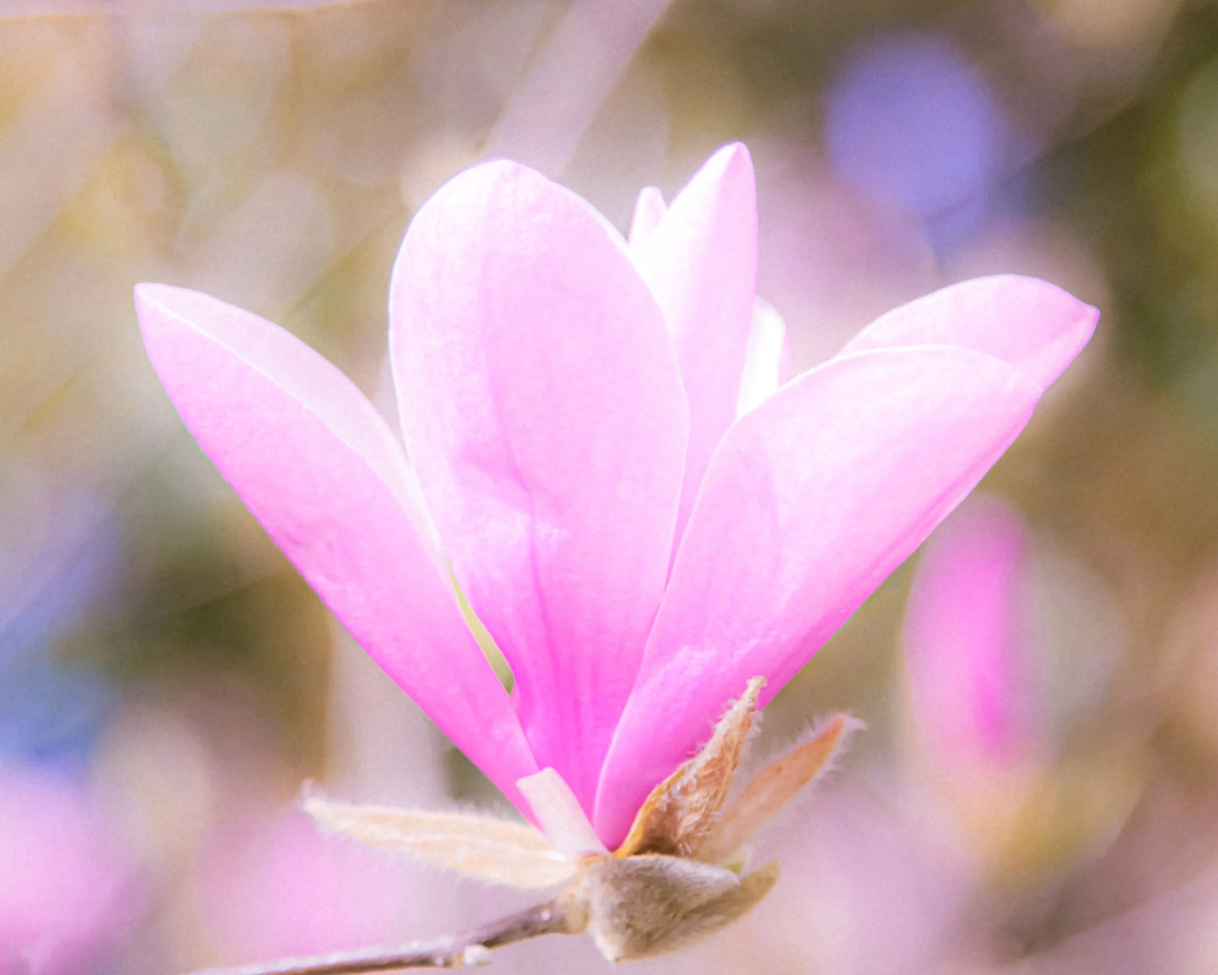 Close-up of a pink flower with soft, blurry background.