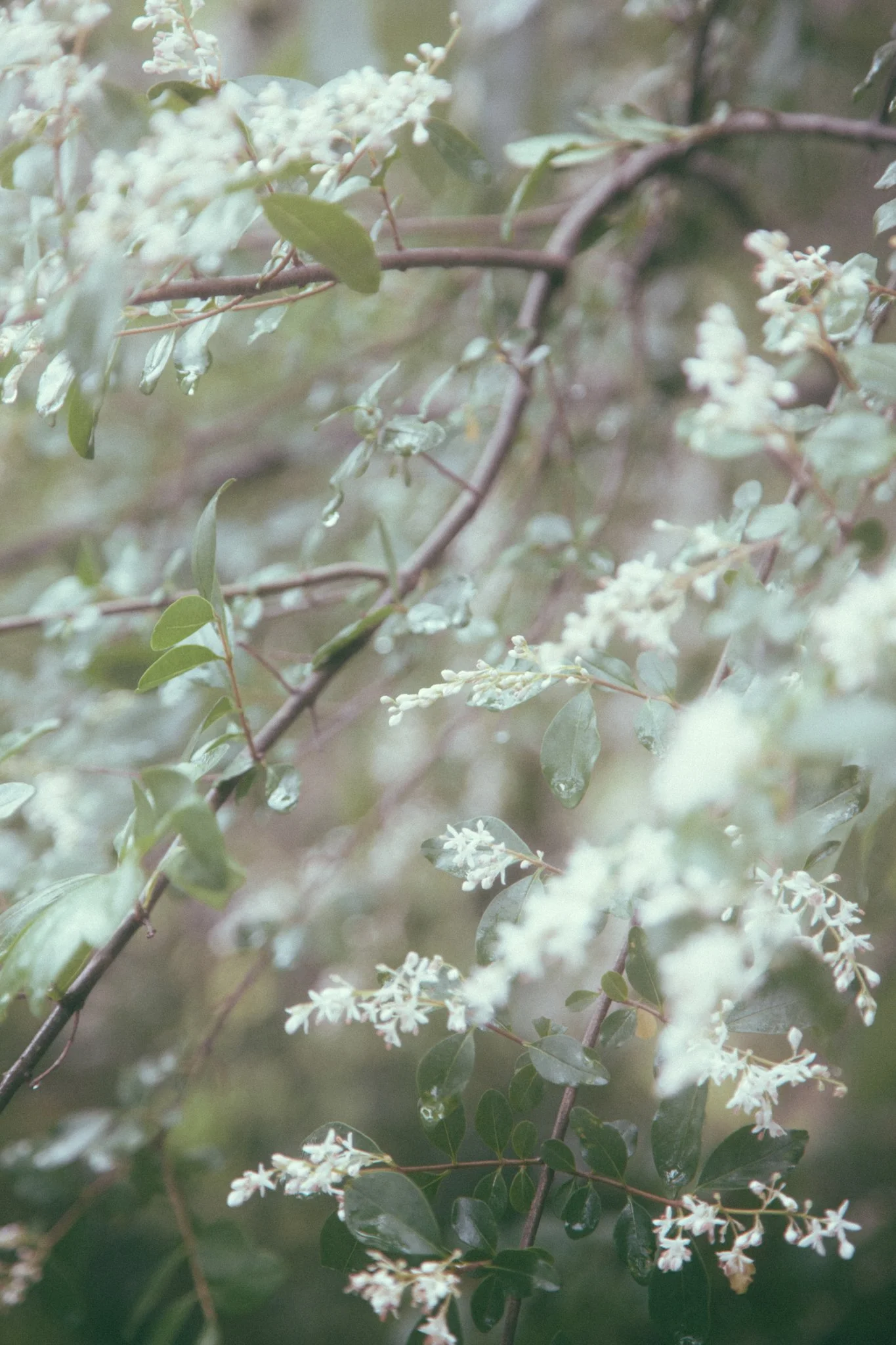 Close-up of white flowers with green leaves on a shrub with raindrops, blurred background with rain.