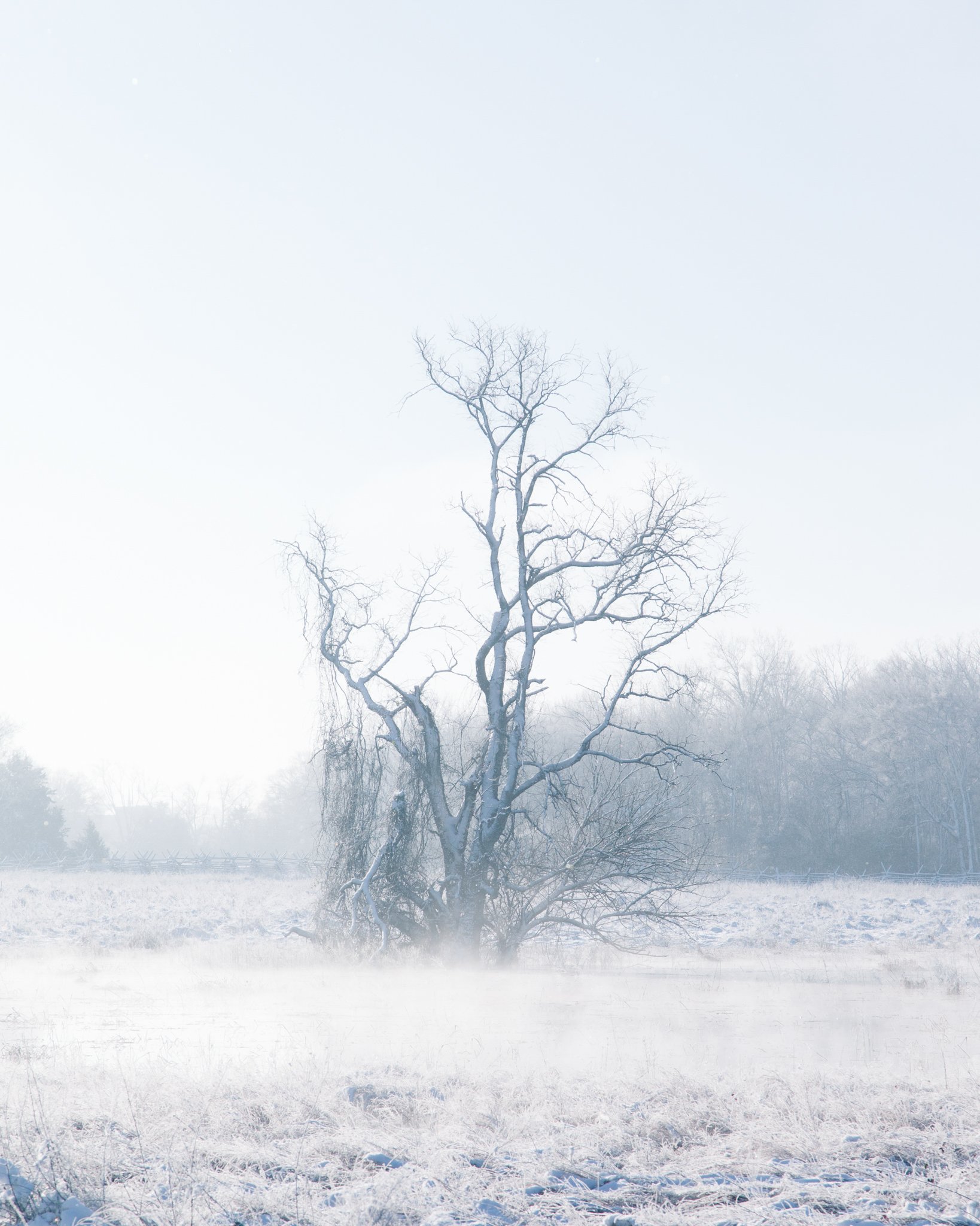 Snow-covered landscape with a leafless tree in the foreground and a foggy, light blue sky in the background.