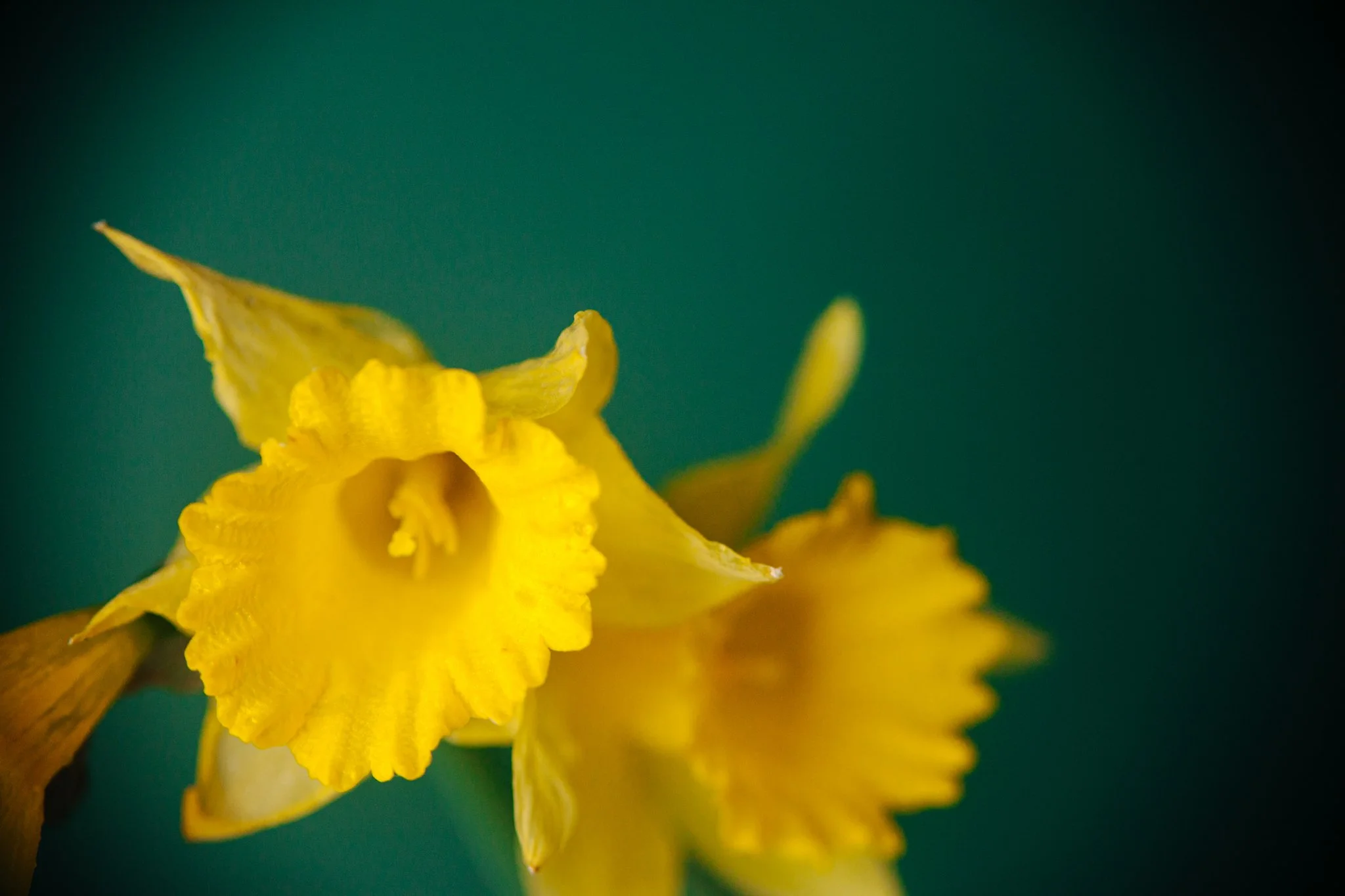 Close-up of a yellow flower against a dark green background.