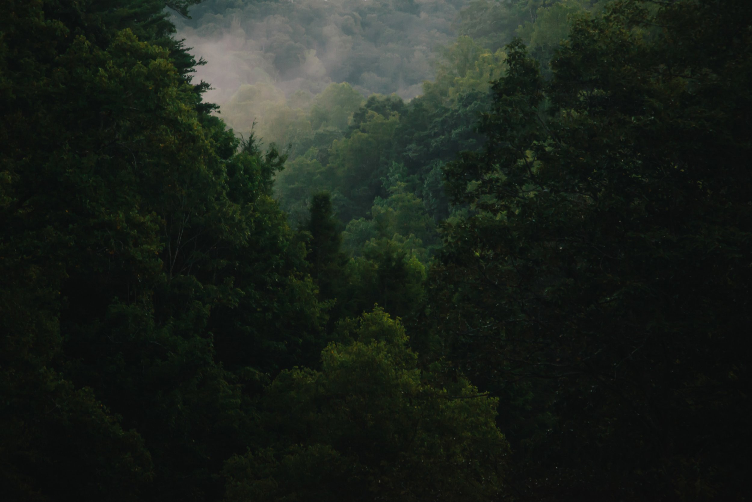 Grassy Cove - Fine Art Print