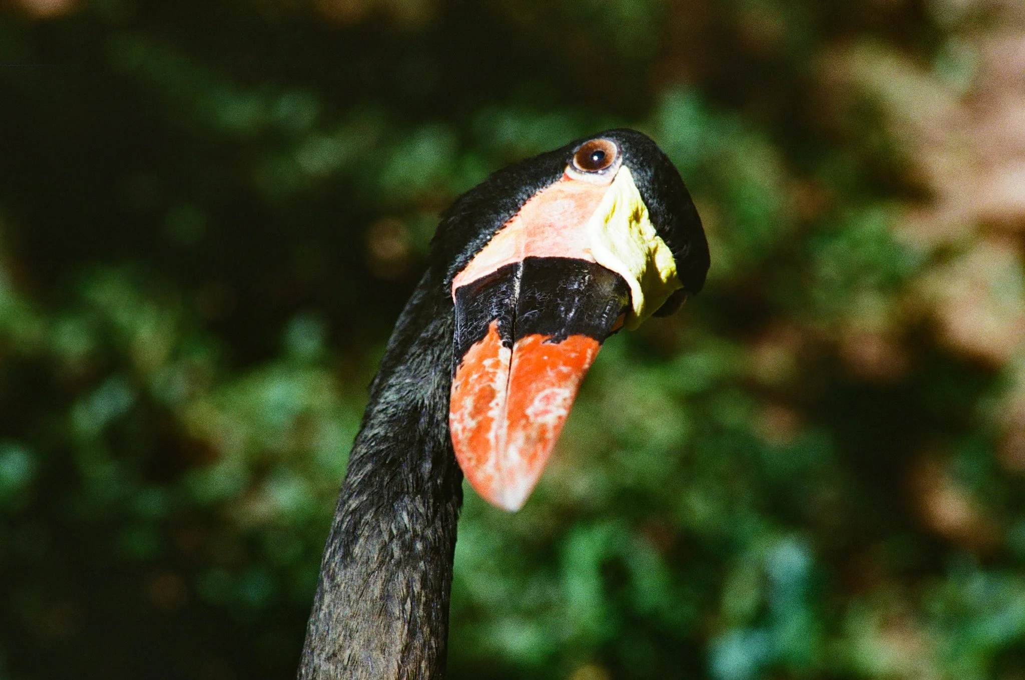 Close-up of a toucan with black feathers, a large orange and yellow beak, and a brown eye, against a blurred green background.