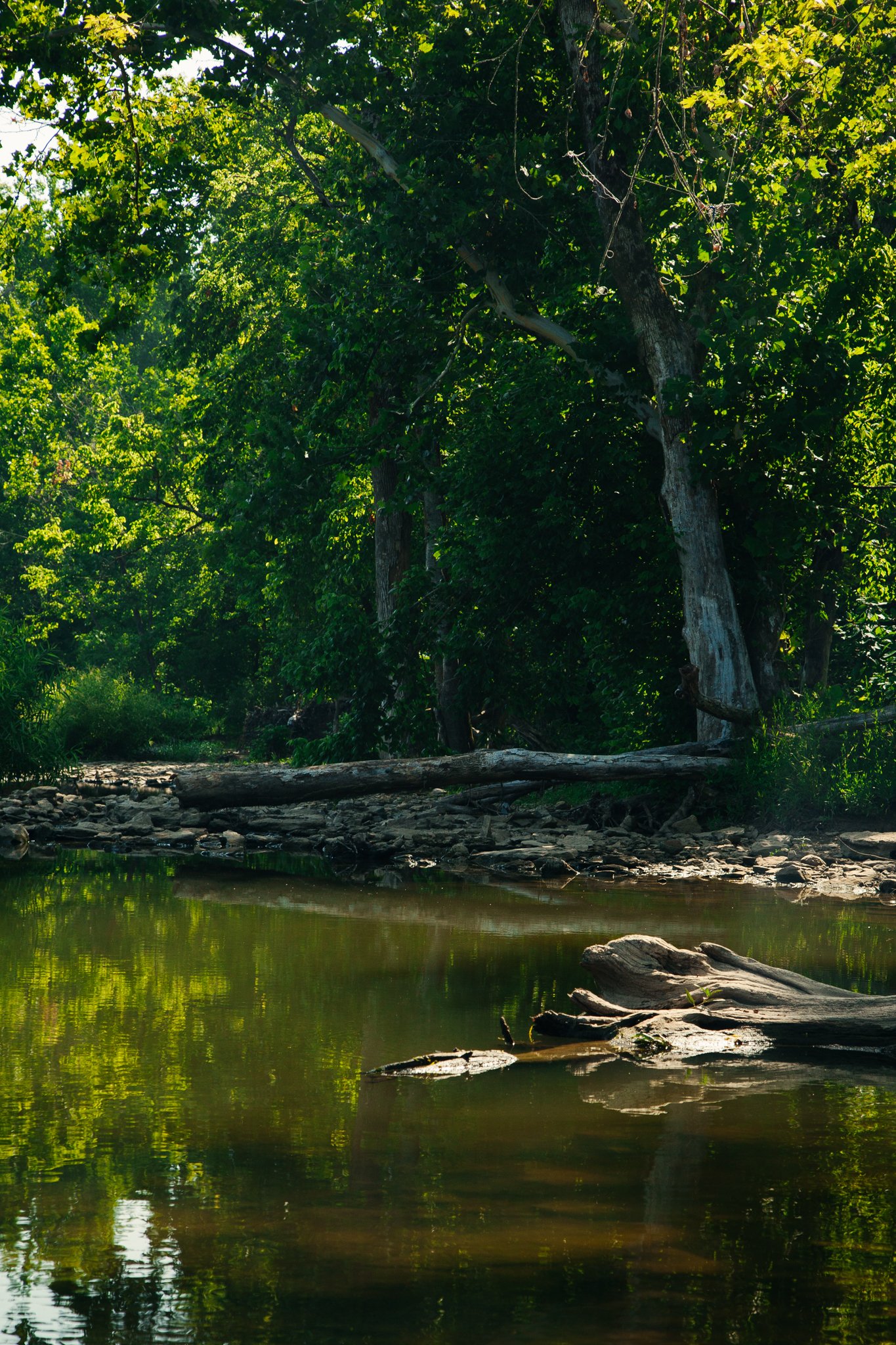 A peaceful creek surrounded by lush green trees with some fallen logs and rocks in the water.