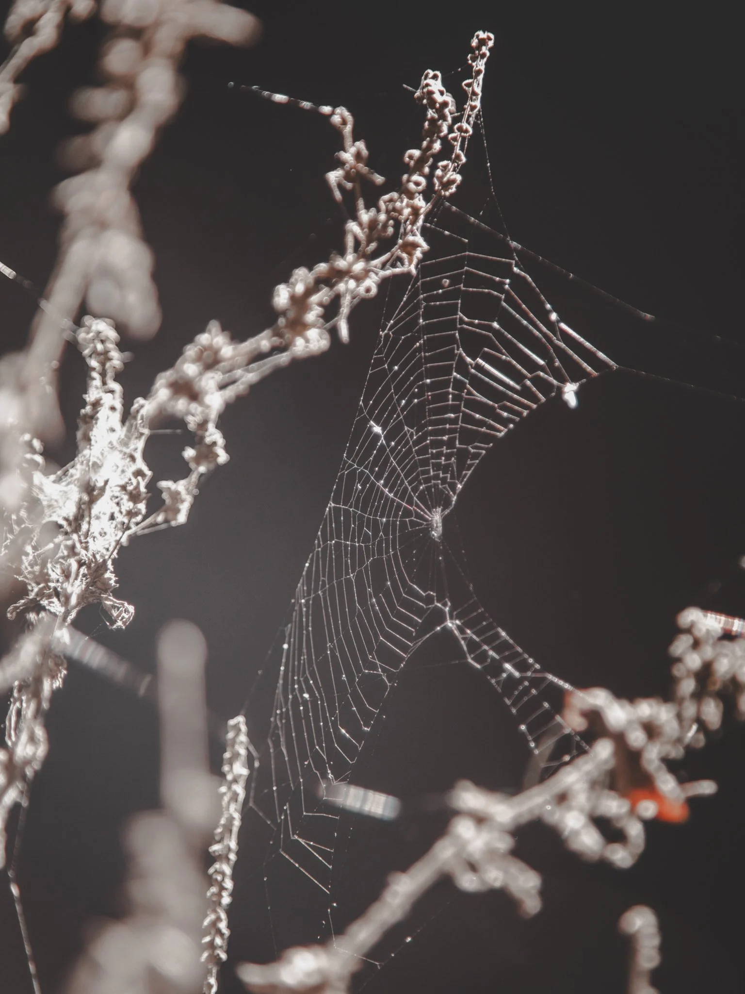 Close-up of a spider web covered in dew, with dried plant stems around it and a dark background.