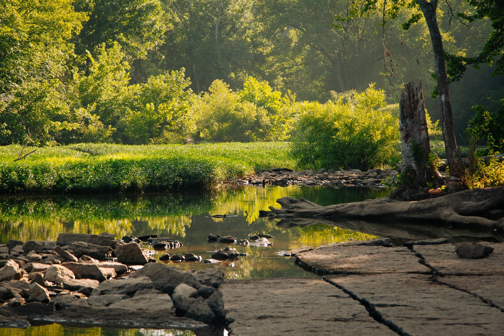 A peaceful forest scene with a small river reflecting the green trees and foliage, with rocks along the riverbank and tall tree trunks in the foreground.
