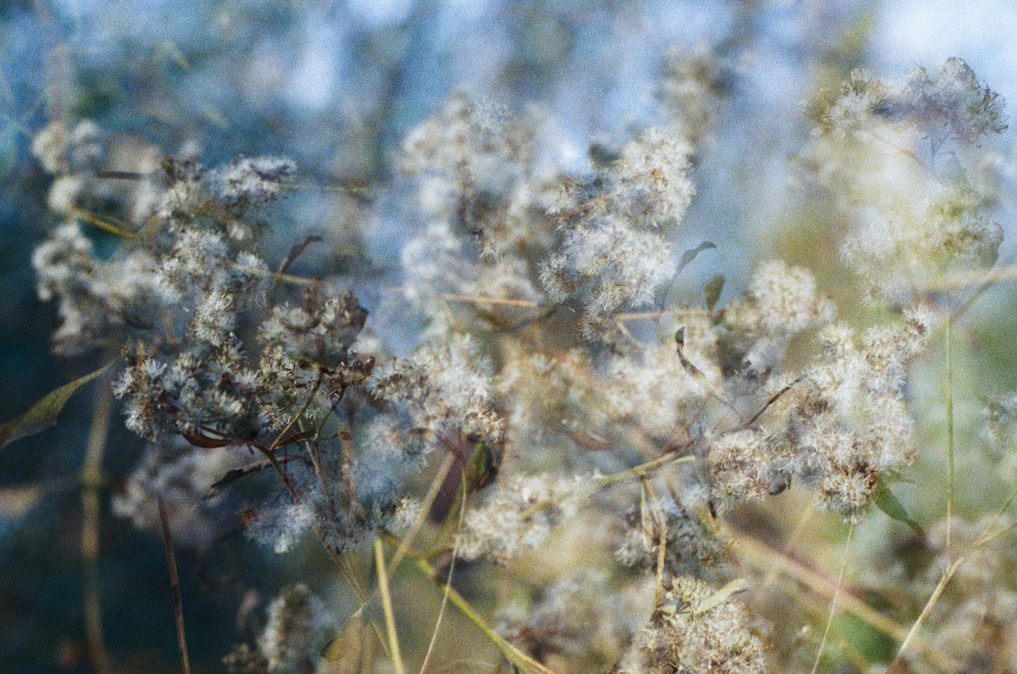 Close-up of dry, fluffy, grayish-white seed heads on thin stems against a soft blurred background.