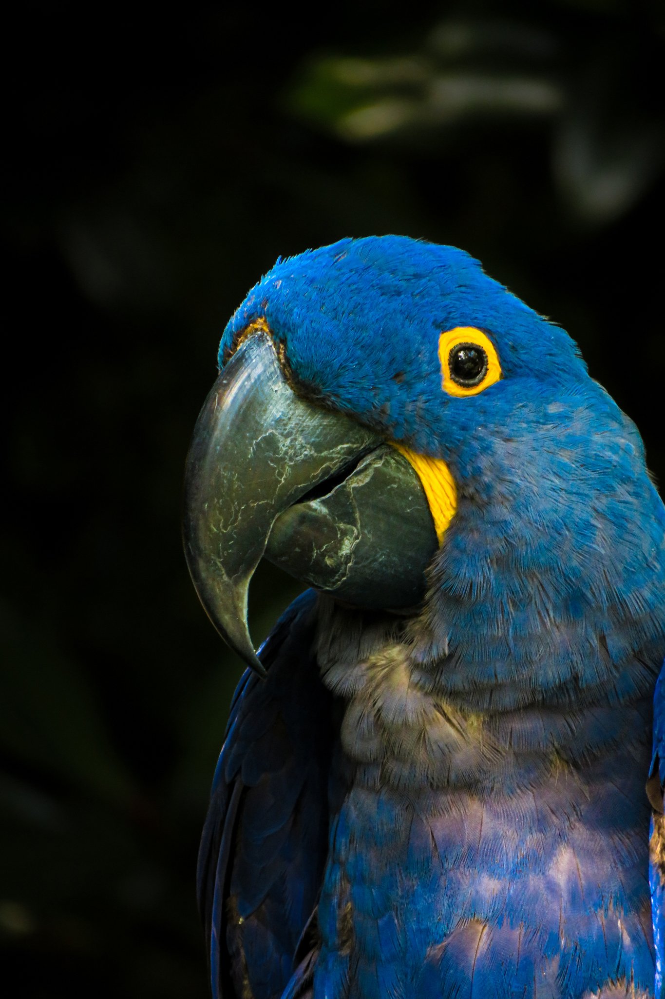 Close-up of a blue macaw with yellow eye ring and dark beak against a dark background.