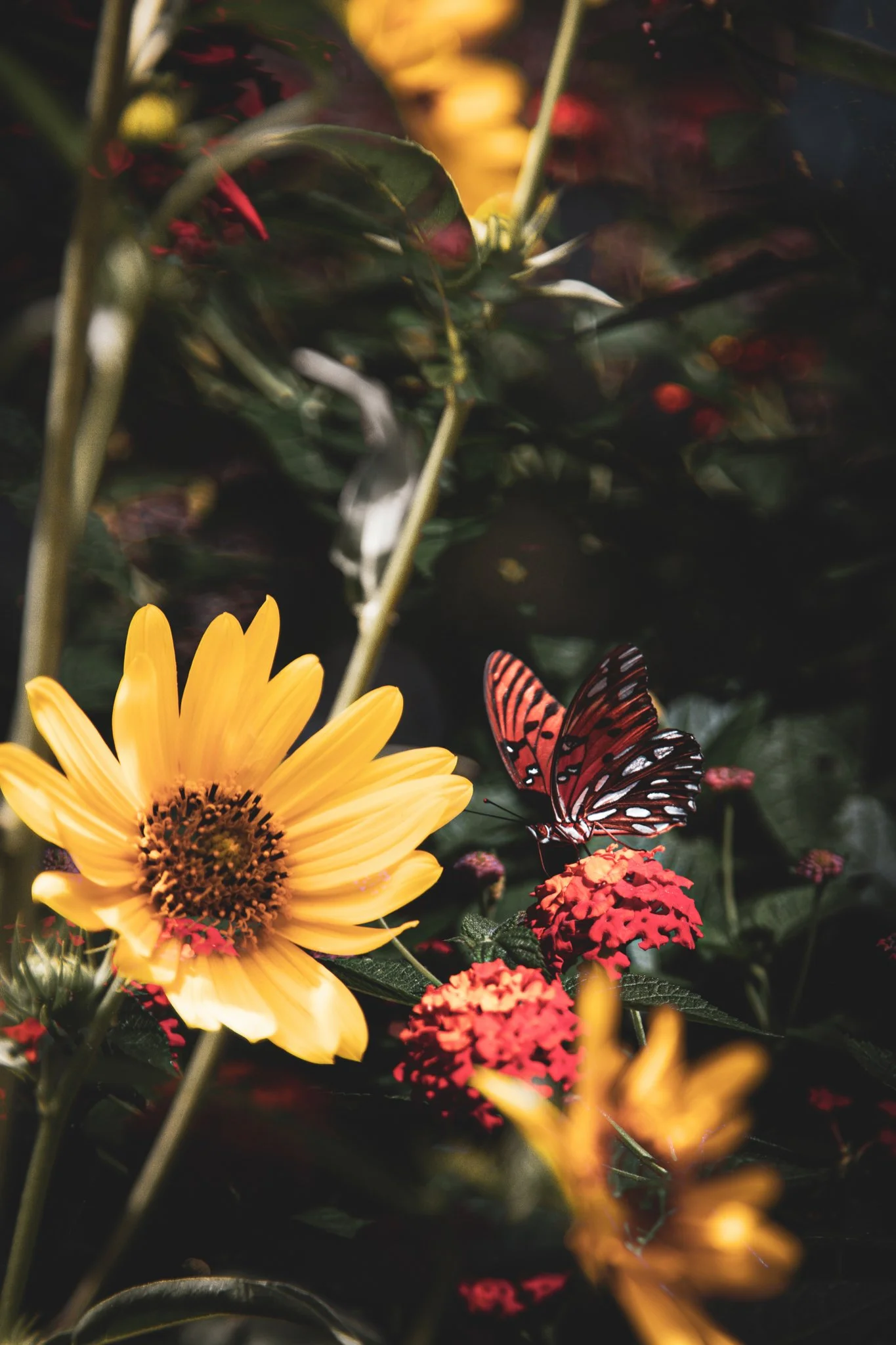 Close-up of a yellow flower with a dark center, surrounded by red and pink flowers, green leaves, and a butterfly with orange and black striped wings.