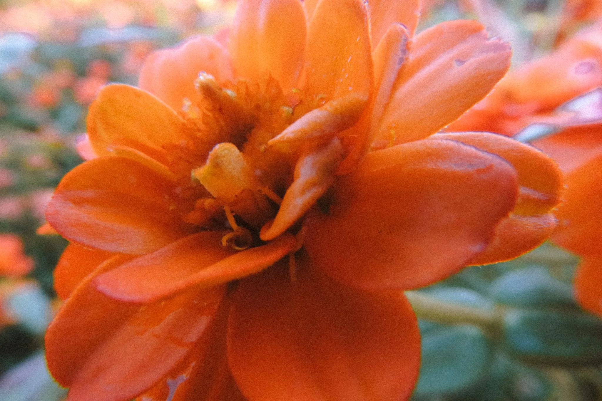A close-up of an orange flower with layered petals and some stamens visible at the center.