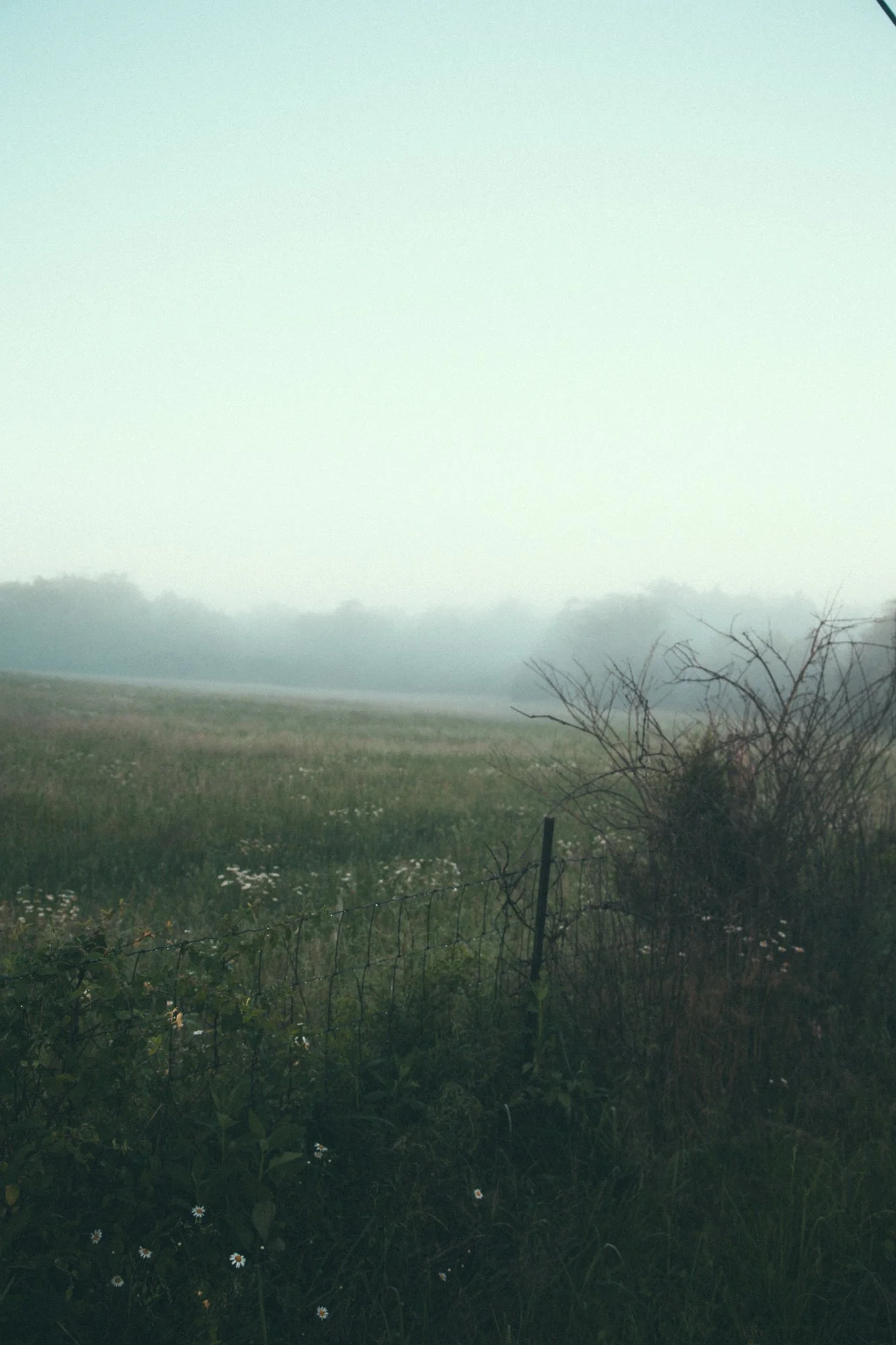 A foggy landscape with a grassy field, some wildflowers, a barbed wire fence, and trees in the distance under a gray sky.