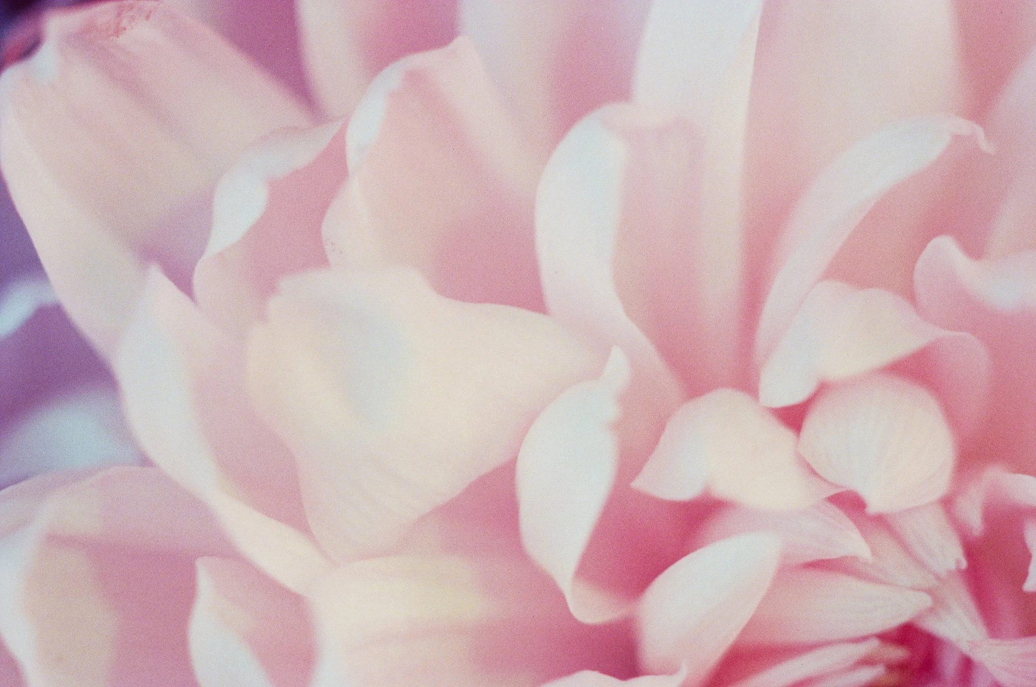Close-up of pink and white flower petals.