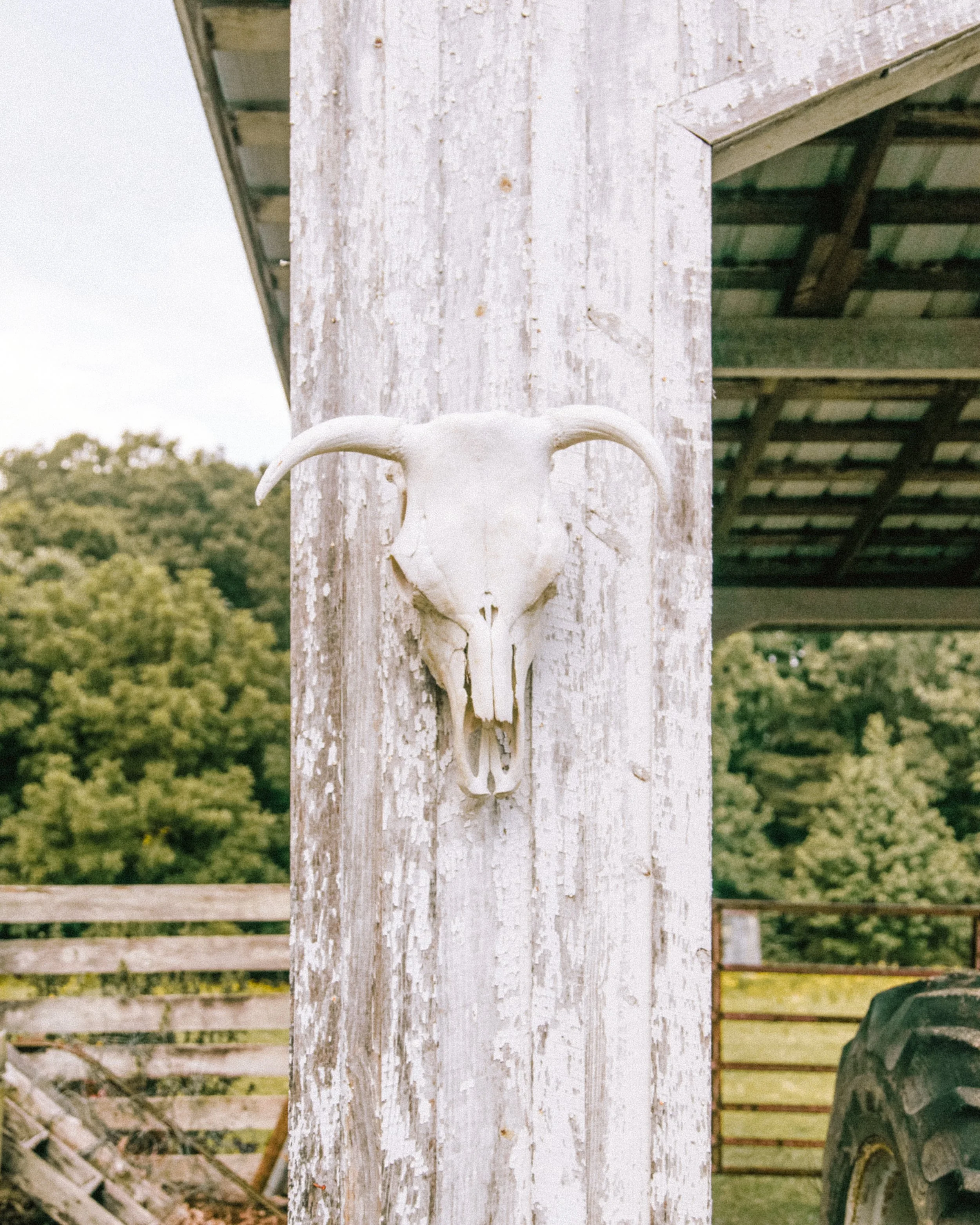 A weathered white animal skull with horns mounted on a vertical wooden post among a rustic farm or outdoor setting.