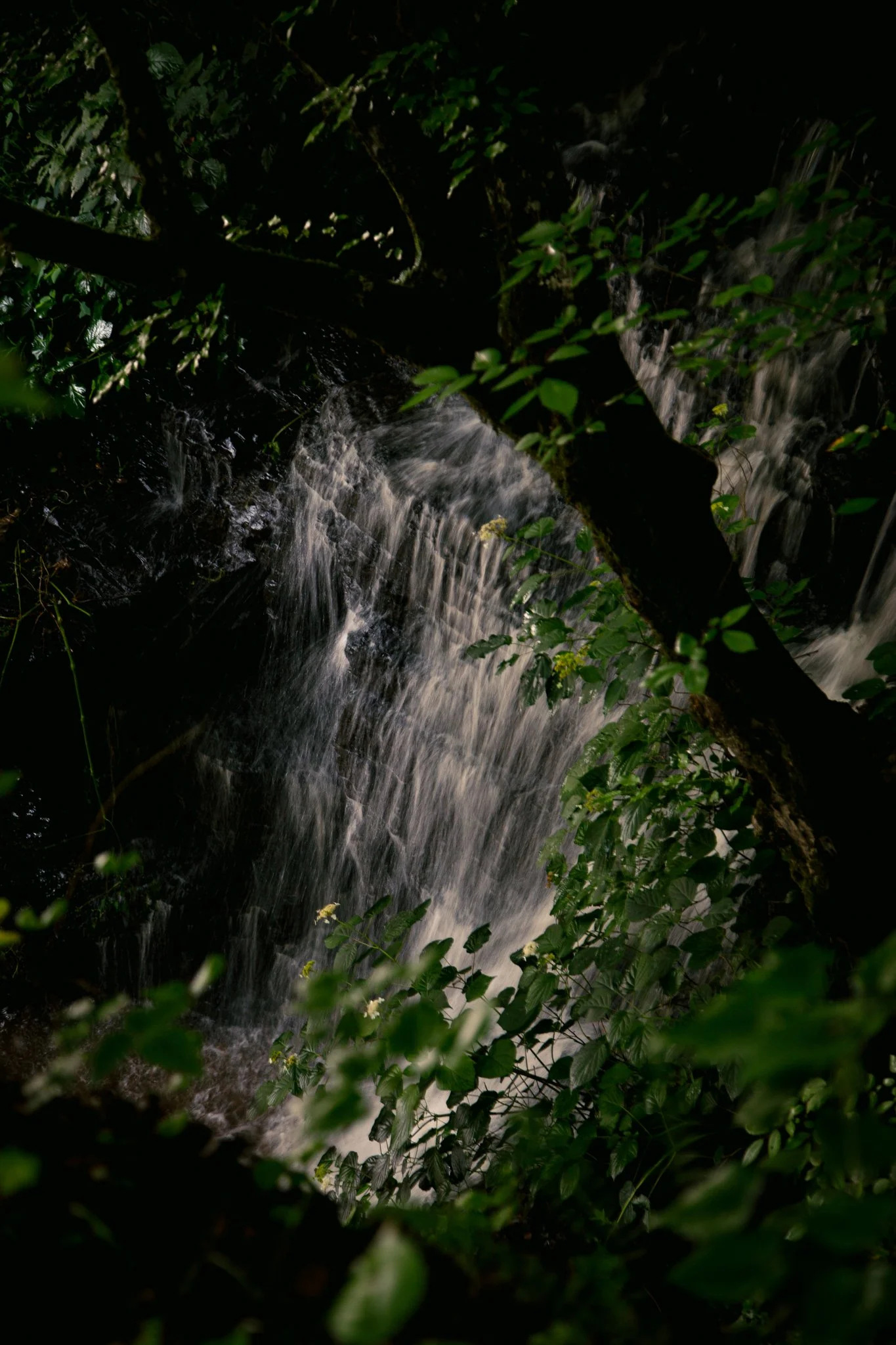 Nighttime photograph of water cascading over rocks surrounded by dark green foliage.