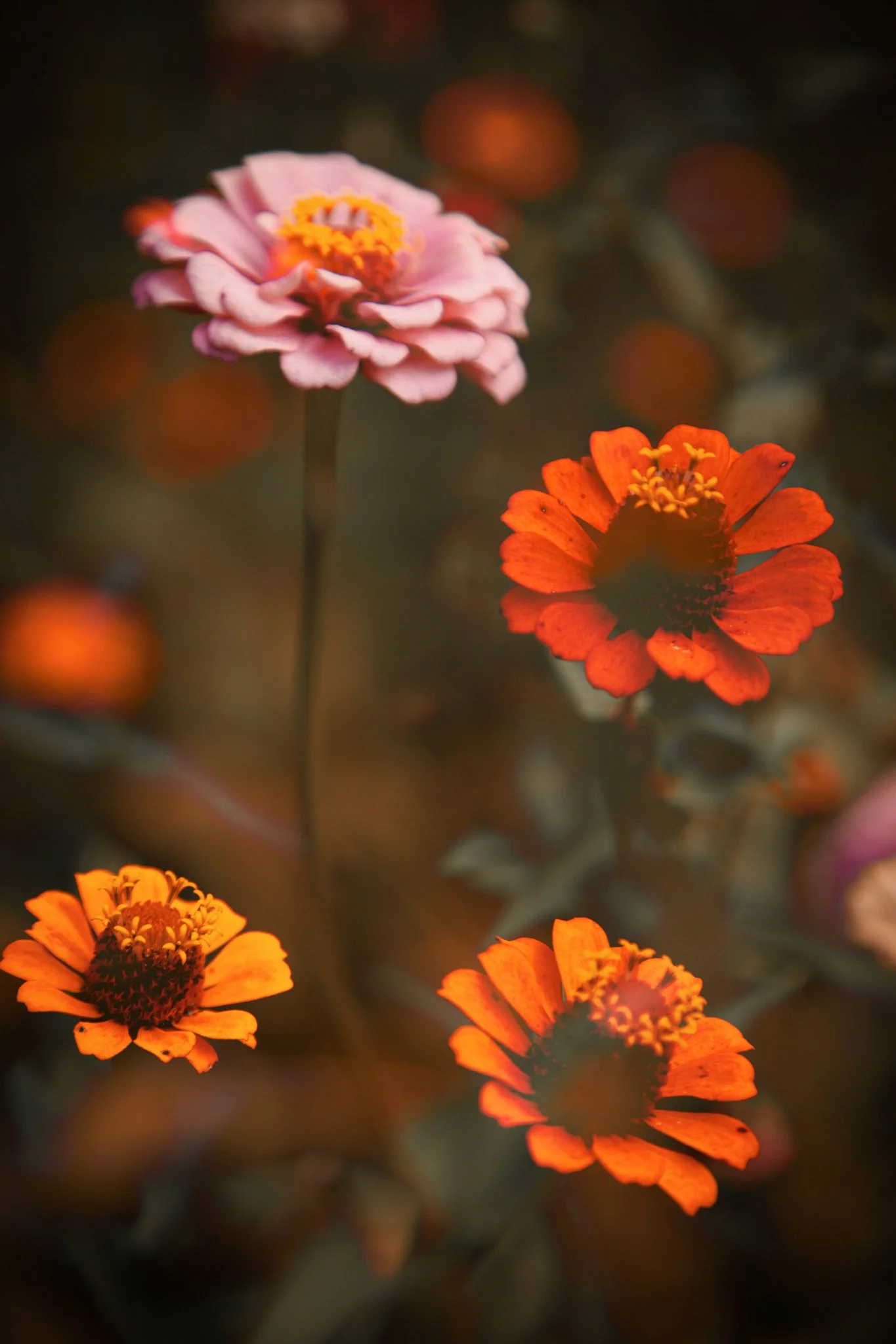 Close-up of orange and pink flowers with a dark, blurred background.