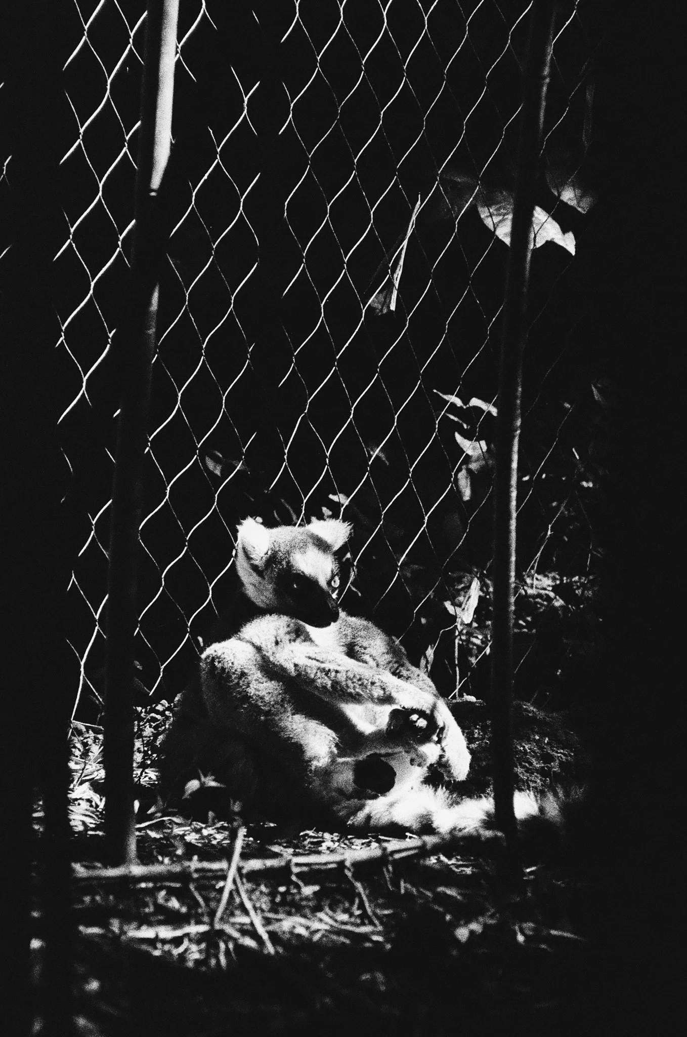 A black and white photo of a dog lying on its back behind a chain-link fence at night. The dog appears relaxed with its head turned to the side, and the scene is dark with some leaves and branches in the background.