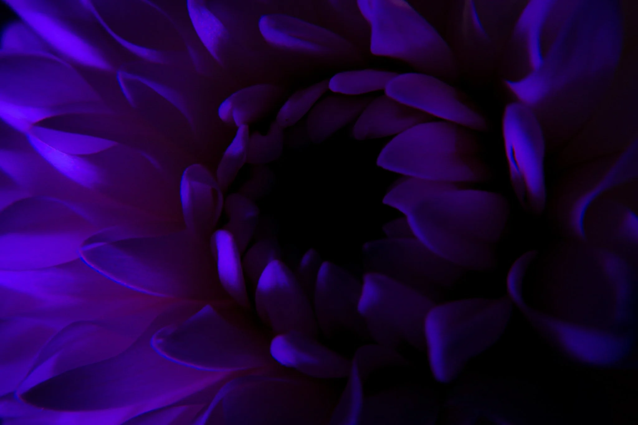 Close-up of a dark purple or blue flower with soft, curved petals, illuminated by low light