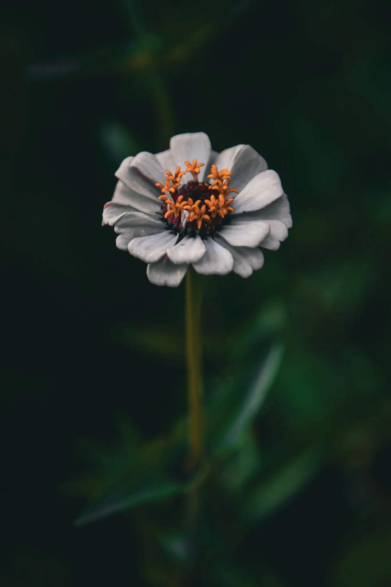 A close-up photograph of a small white flower with orange stamens centered, set against a blurred dark green background.