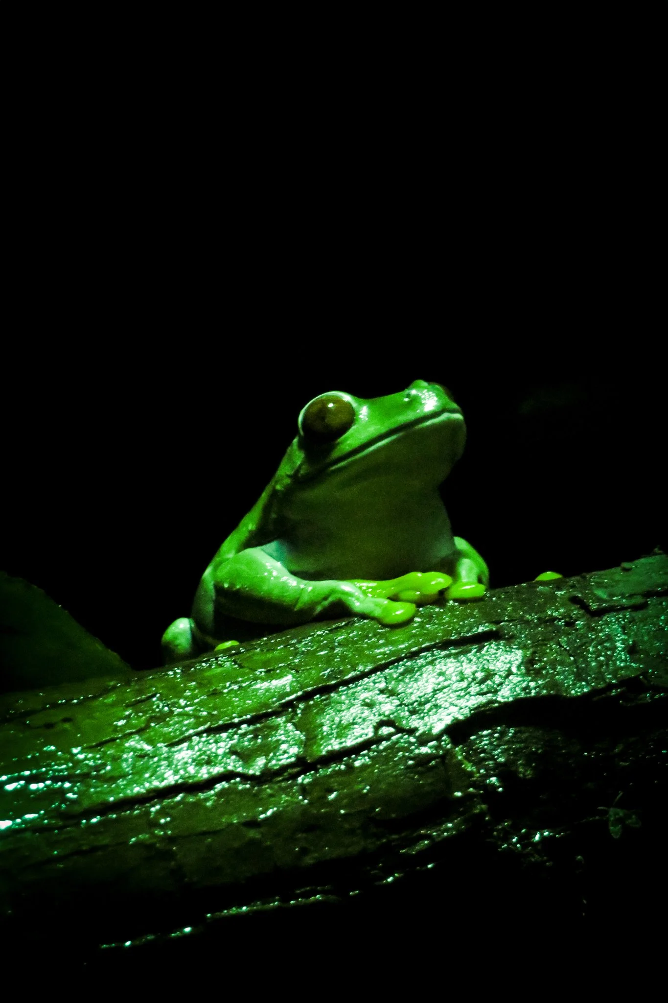 A green frog sitting on a wet, textured log at night, illuminated by a greenish light.