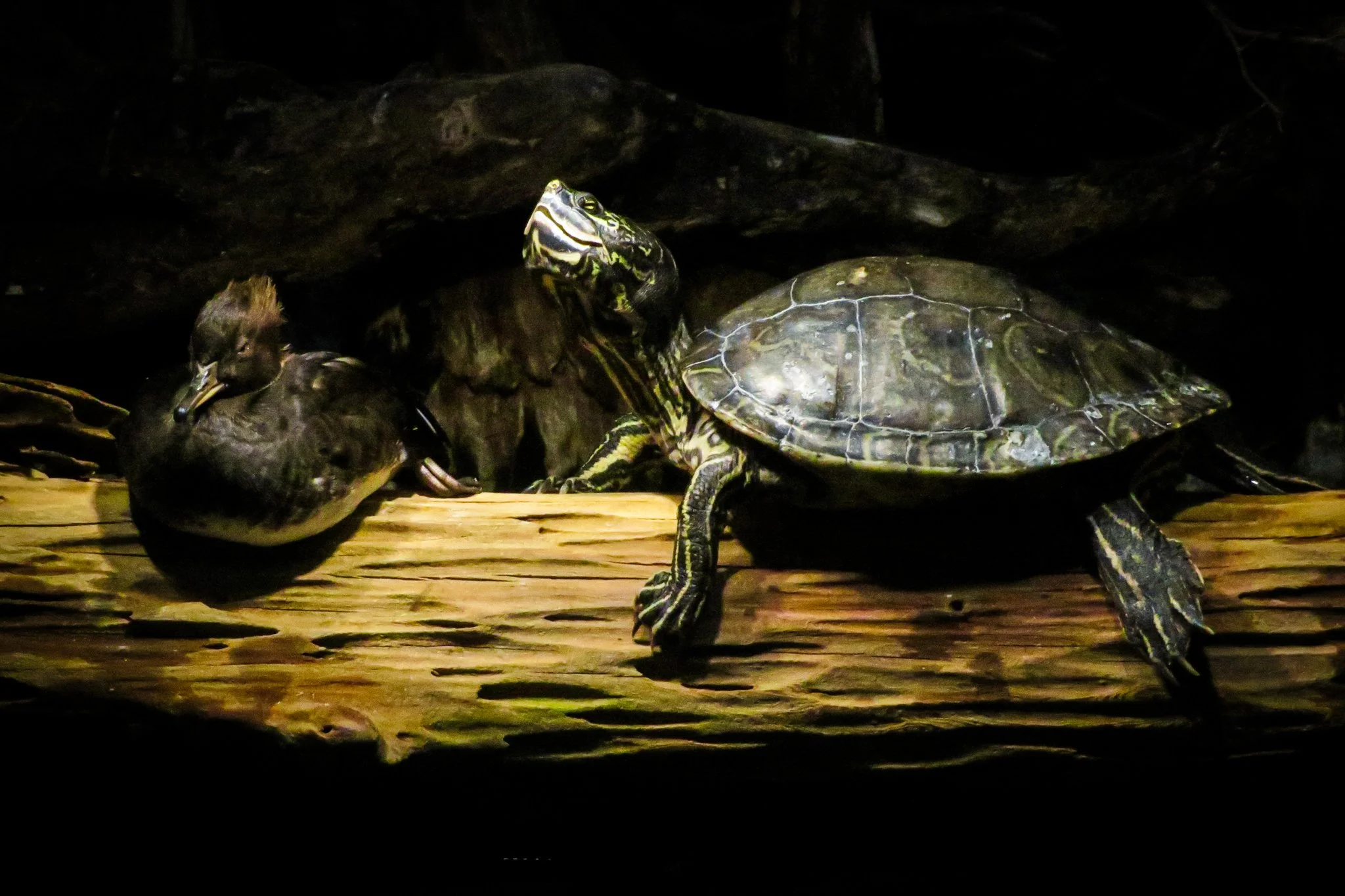 A turtle with a patterned shell and a smaller turtle on a wooden surface, surrounded by dark background.
