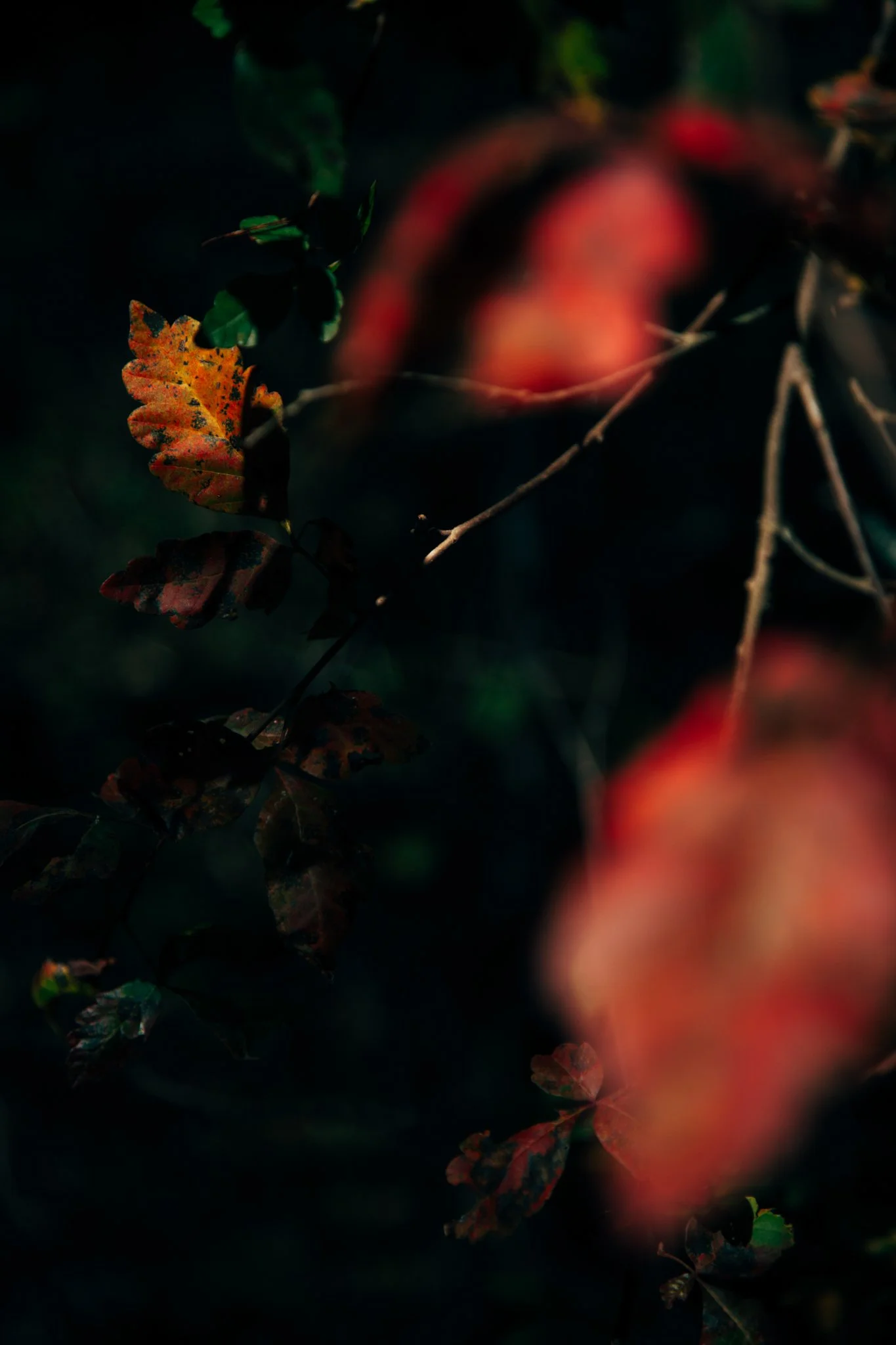 Faded red and orange fruit, possibly a pomegranate, partially obscured by dark leaves and branches.