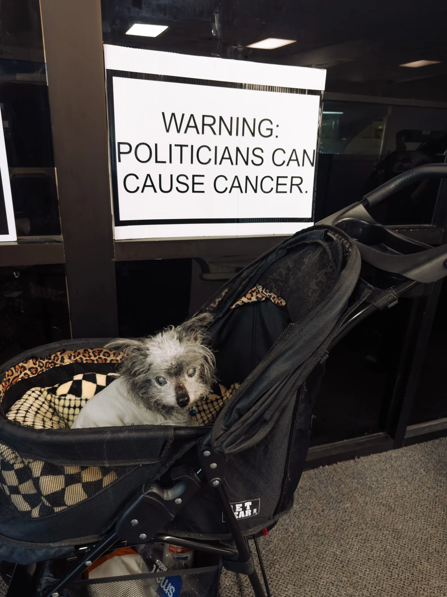 A small dog with curly fur lying in a pet stroller. A sign in the background reads, 'Warning: Politicians Can Cause Cancer.'