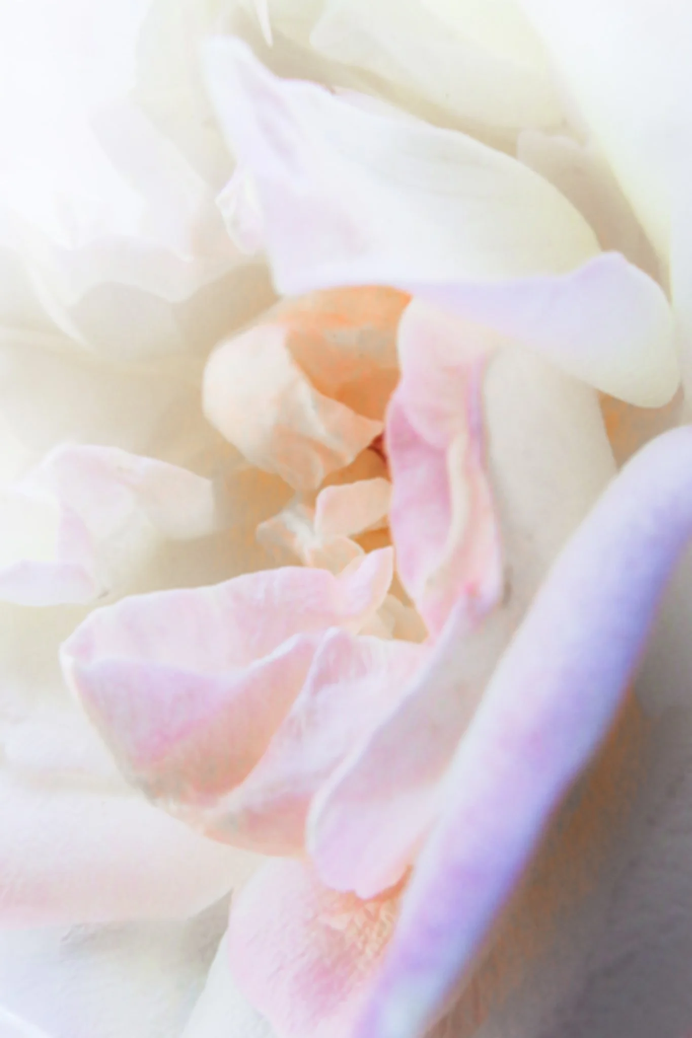 Close-up of delicate, light-colored flower petals with soft pink and white hues.