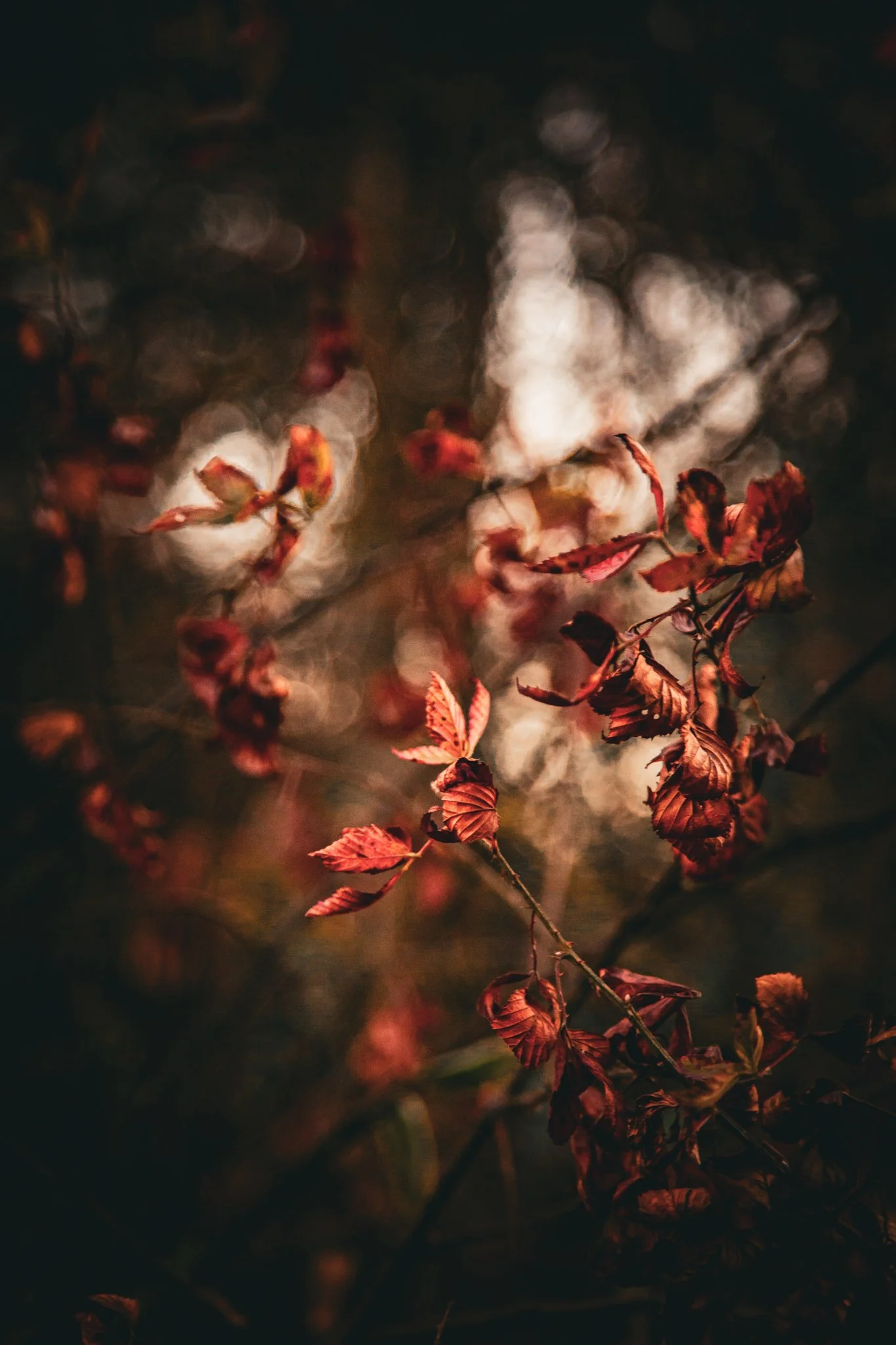 Close-up of autumn leaves on a branch with a blurred background and bokeh light effects.