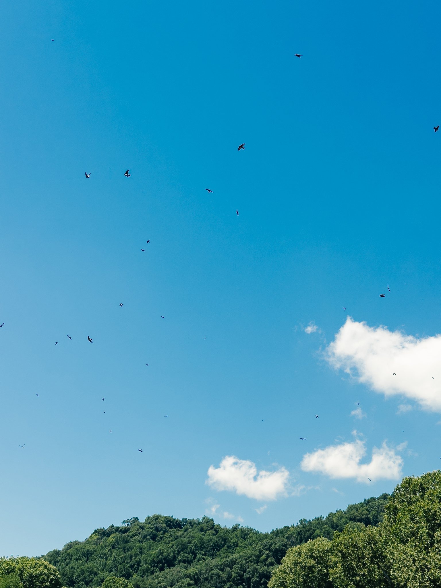 Blue sky with scattered white clouds and multiple birds flying over a green tree-covered hill.