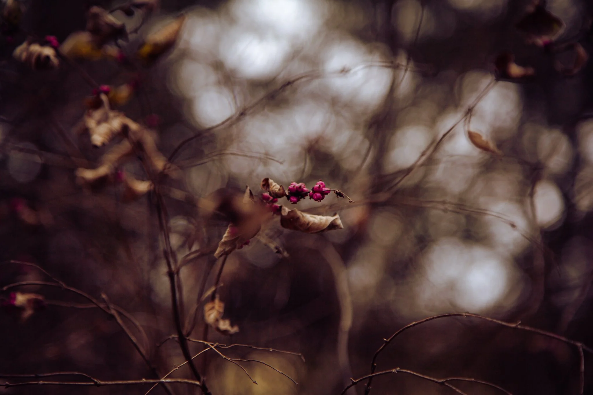 Close-up of small pink berries on a thin branch with a blurred dark background.