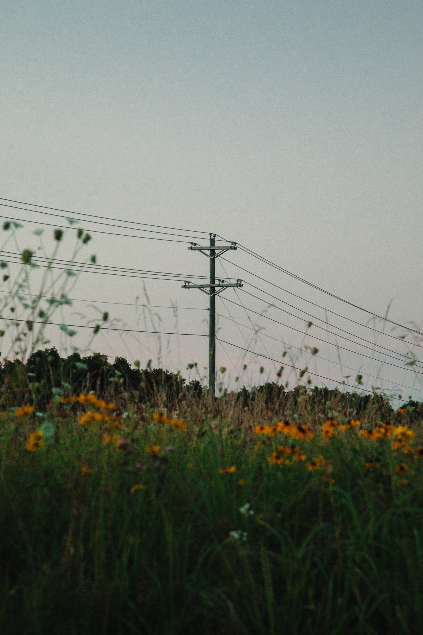 A tall power pole with multiple wires extends across the scene against a gray sky. In the foreground, there are green plants and yellow flowers.