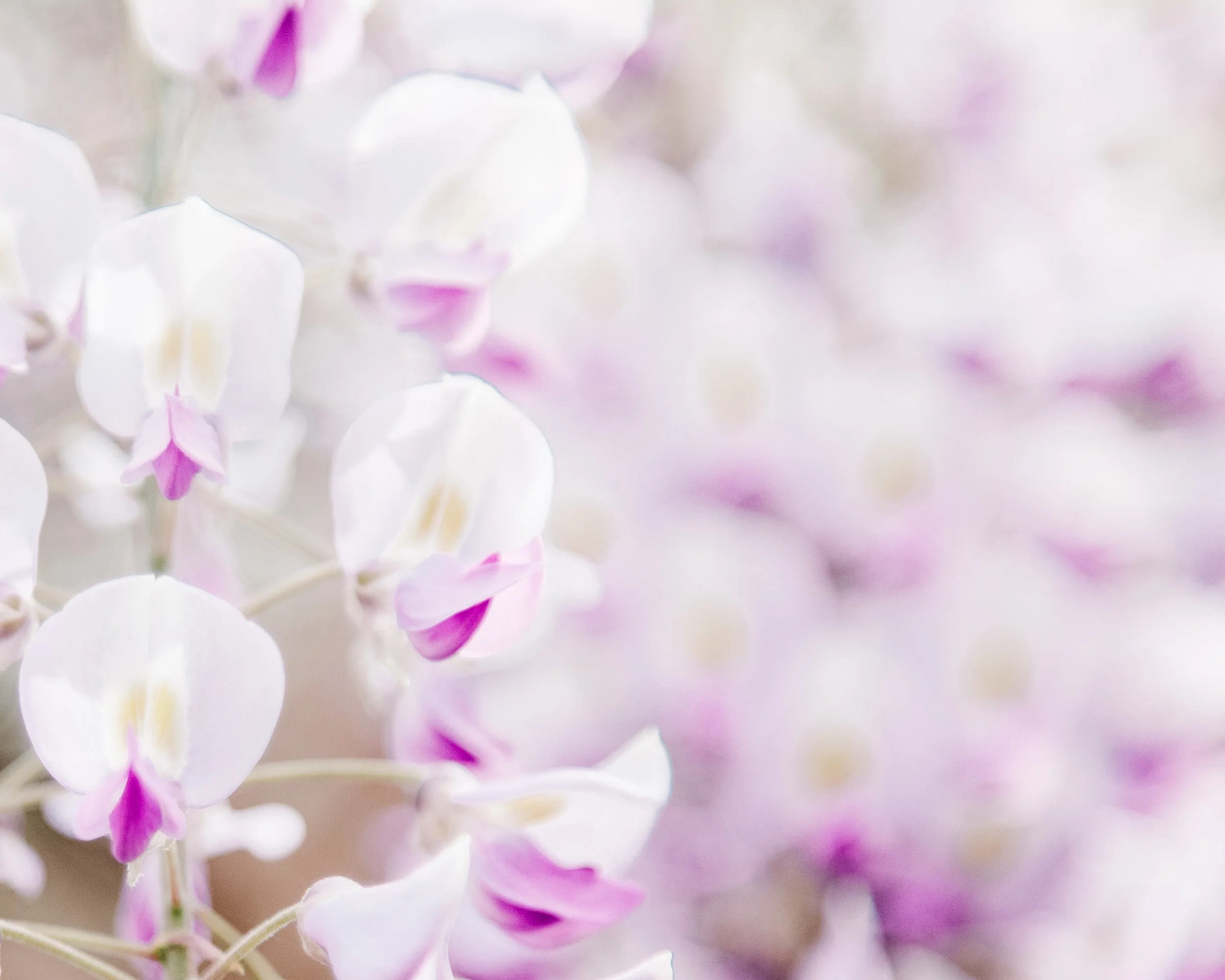 Close-up of white and purple orchids with a soft focus background.