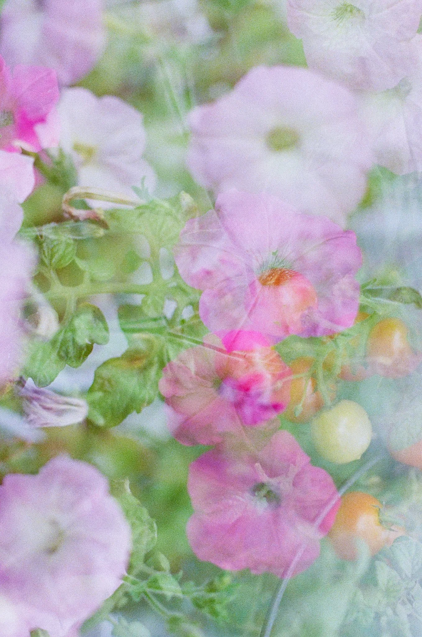 Blurred pastel-colored flowers in pink, white, and orange with green leaves.