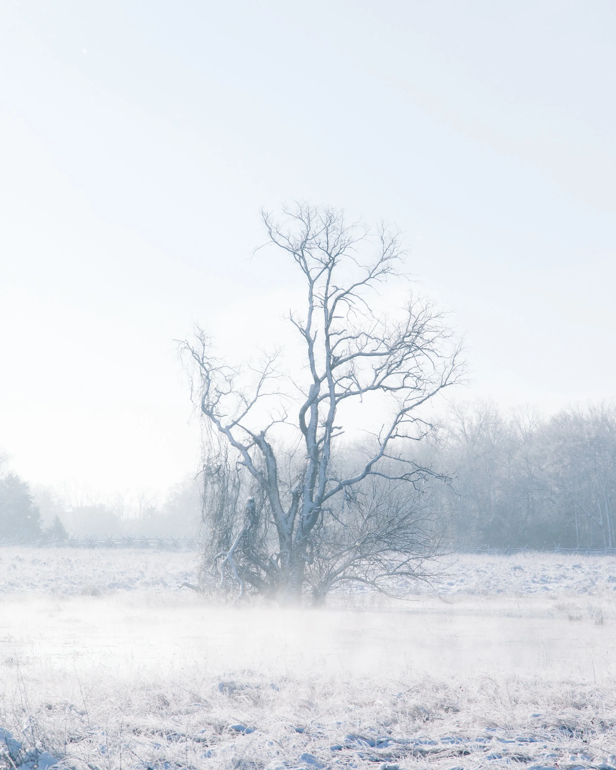 Frozen - Fine Art Print