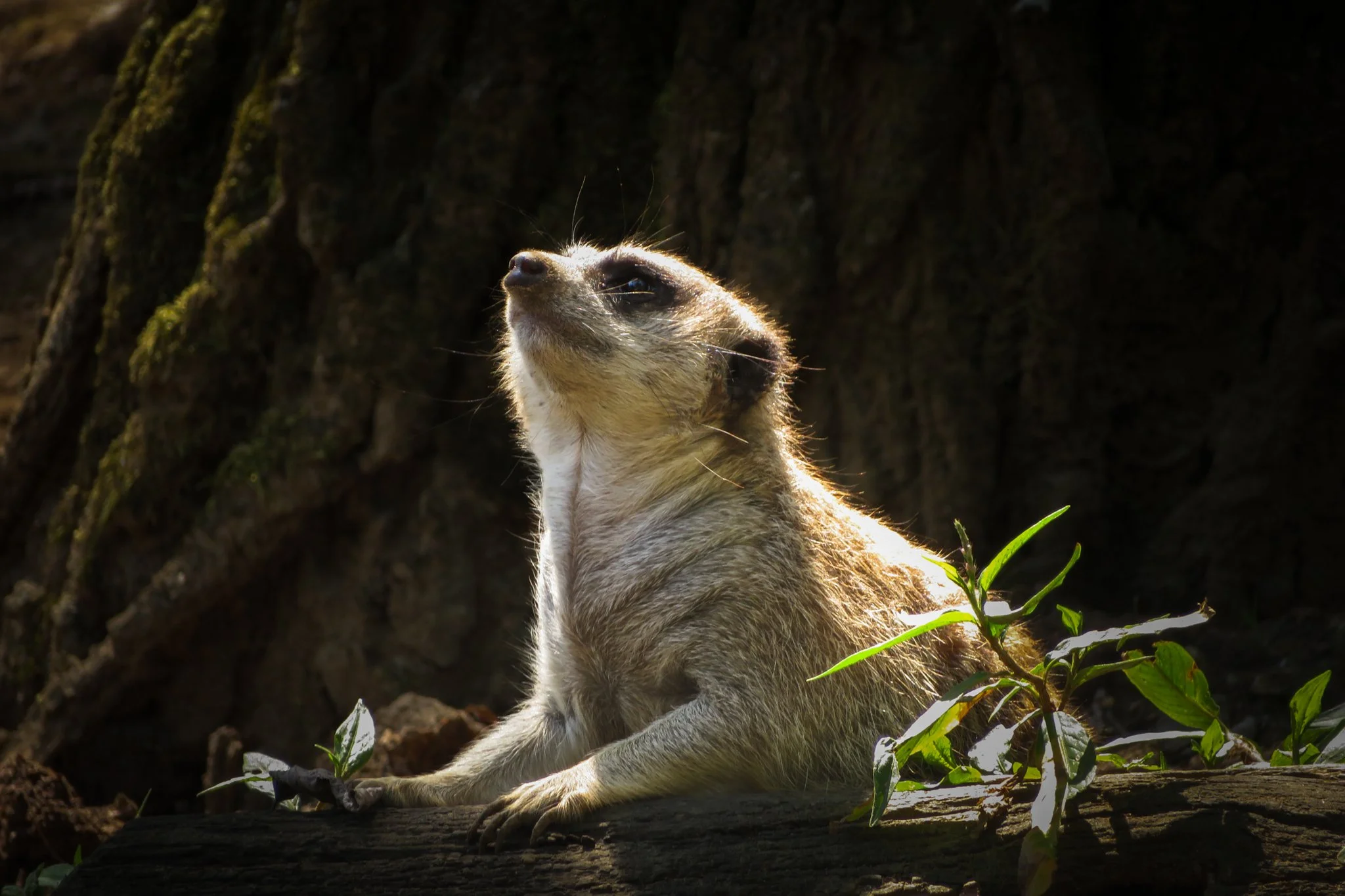 A meerkat sitting on the ground outdoors, with sunlight illuminating its face and body, near a tree trunk and green plants.