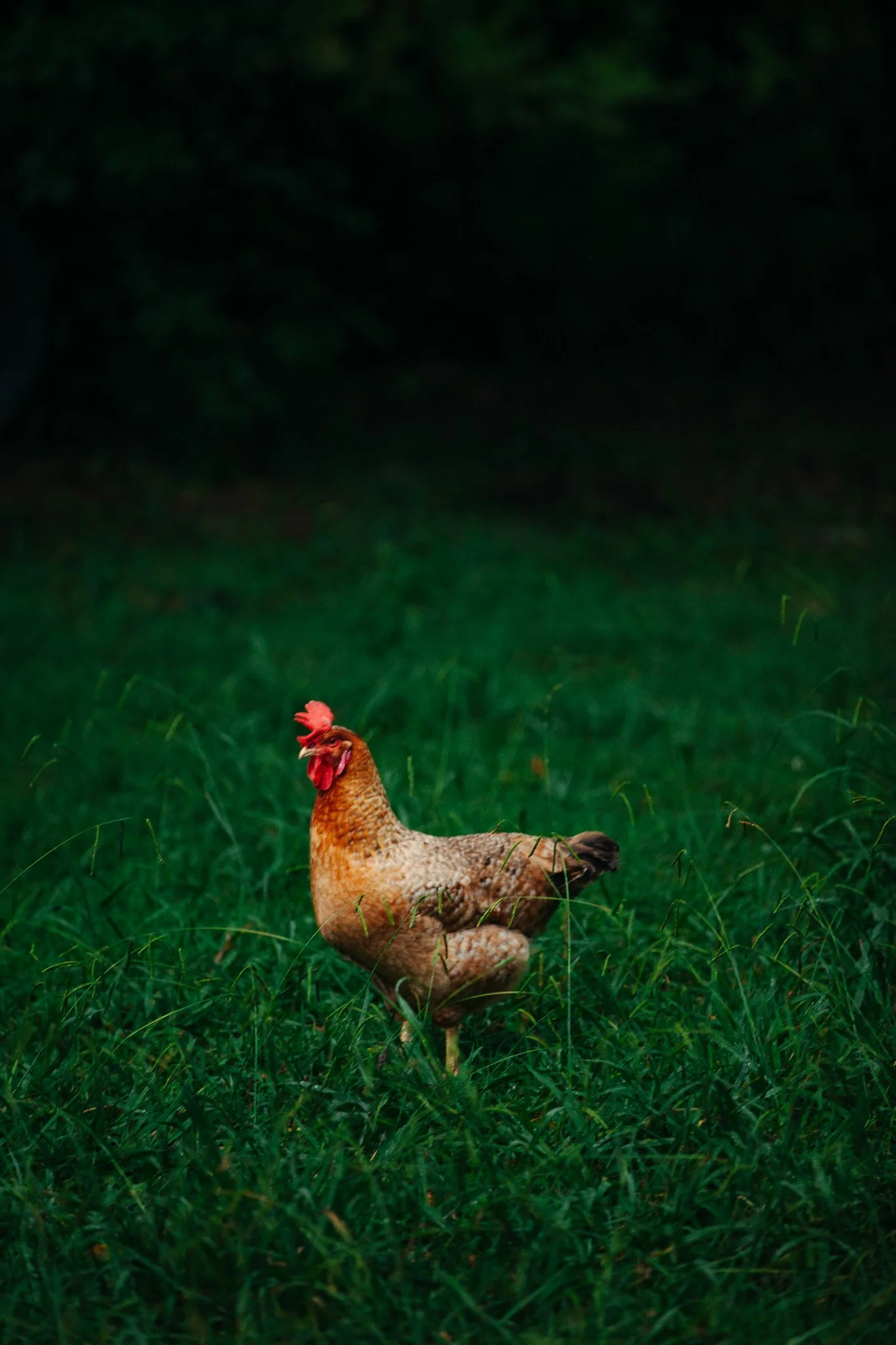 A chicken standing on lush green grass at night with a dark background.