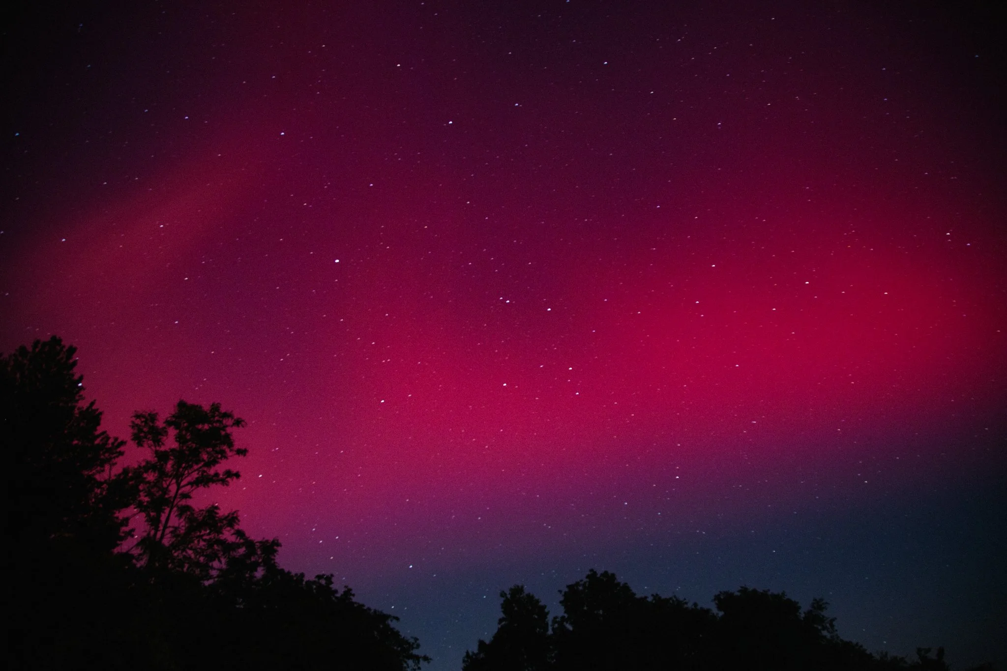 Night sky with numerous stars and a pinkish nebula. Silhouettes of trees at the bottom.