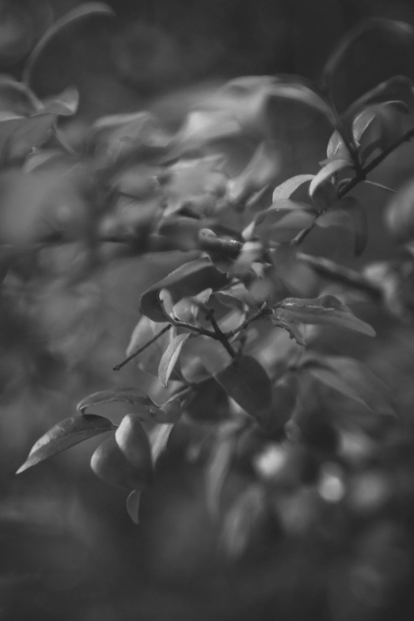 Close-up black and white photo of leaves on a plant.