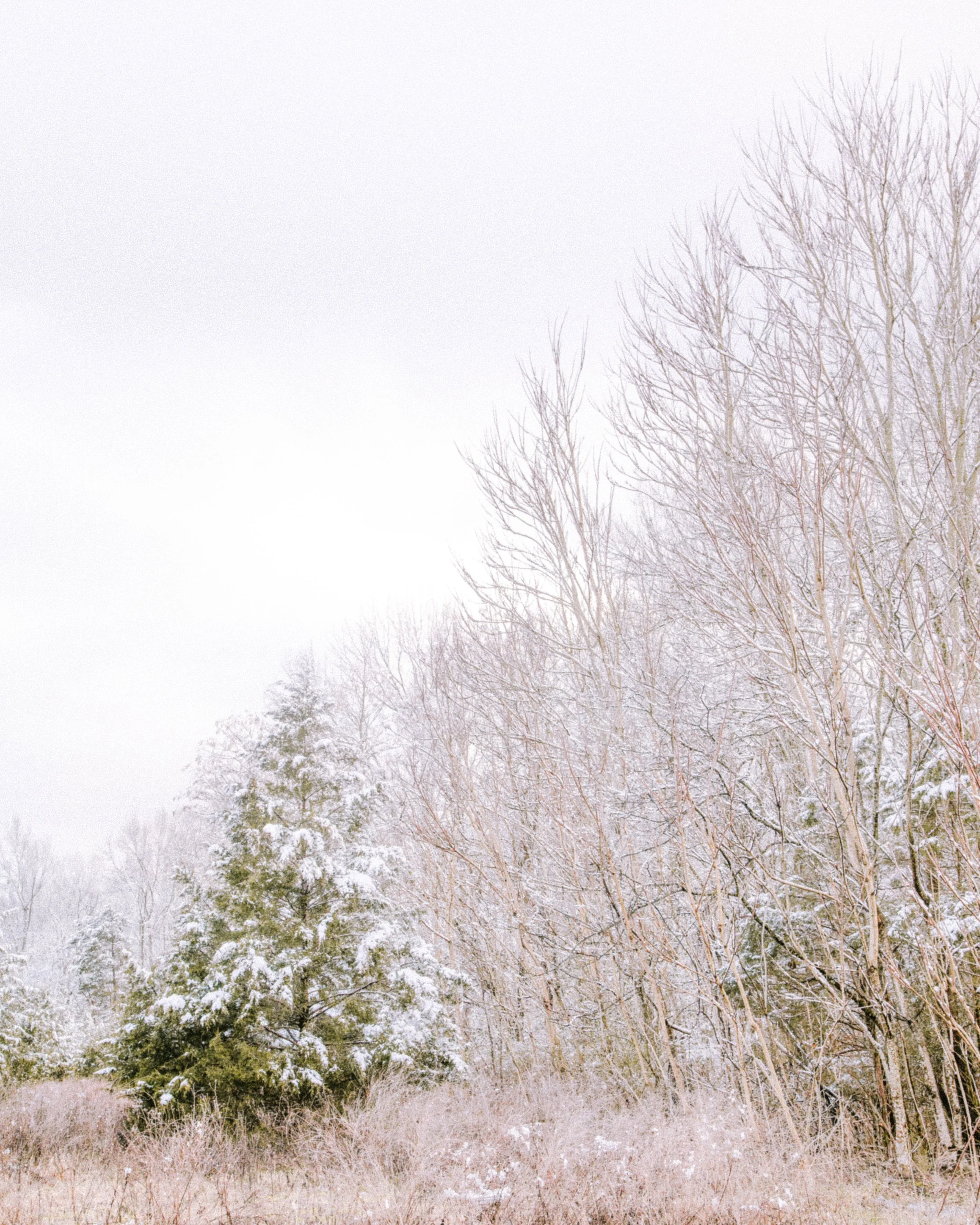 A winter scene of snow-covered trees and grass, with a foggy sky.
