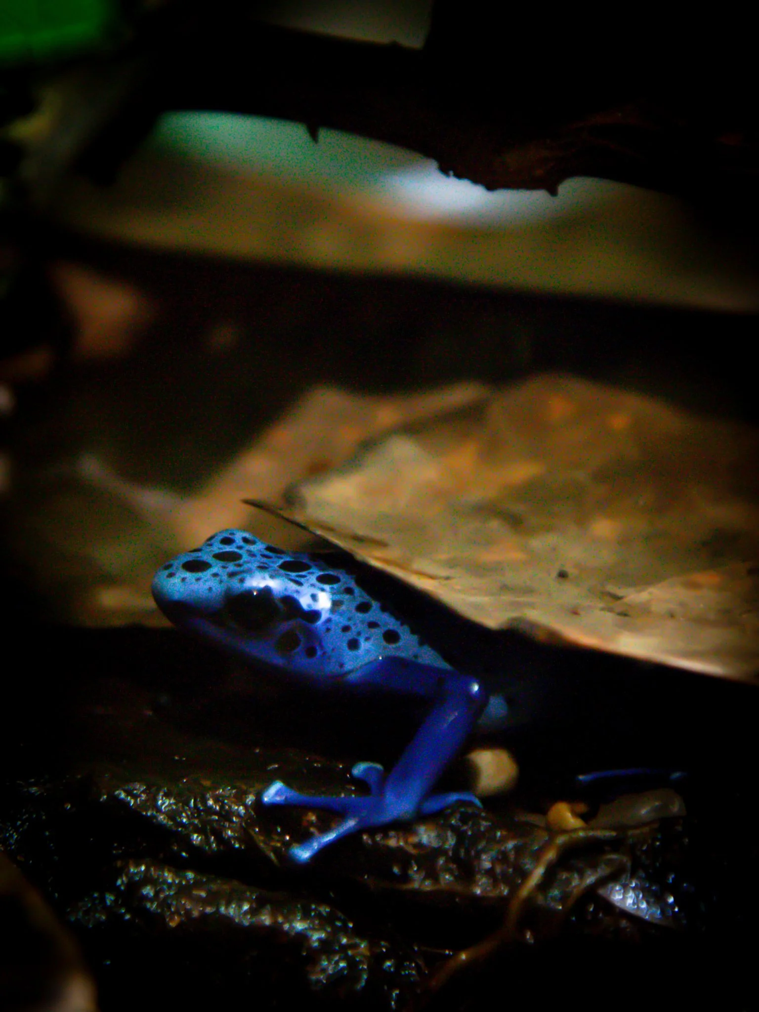 Close-up photo of a blue and black frog with spots, sitting on wet dark soil.