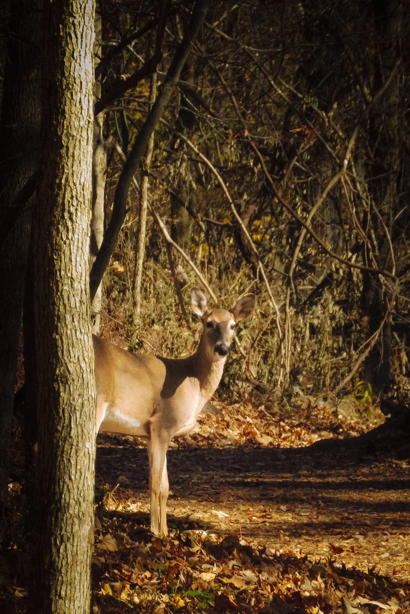 A deer standing in a wooded area at night, with trees and fallen leaves on the ground.