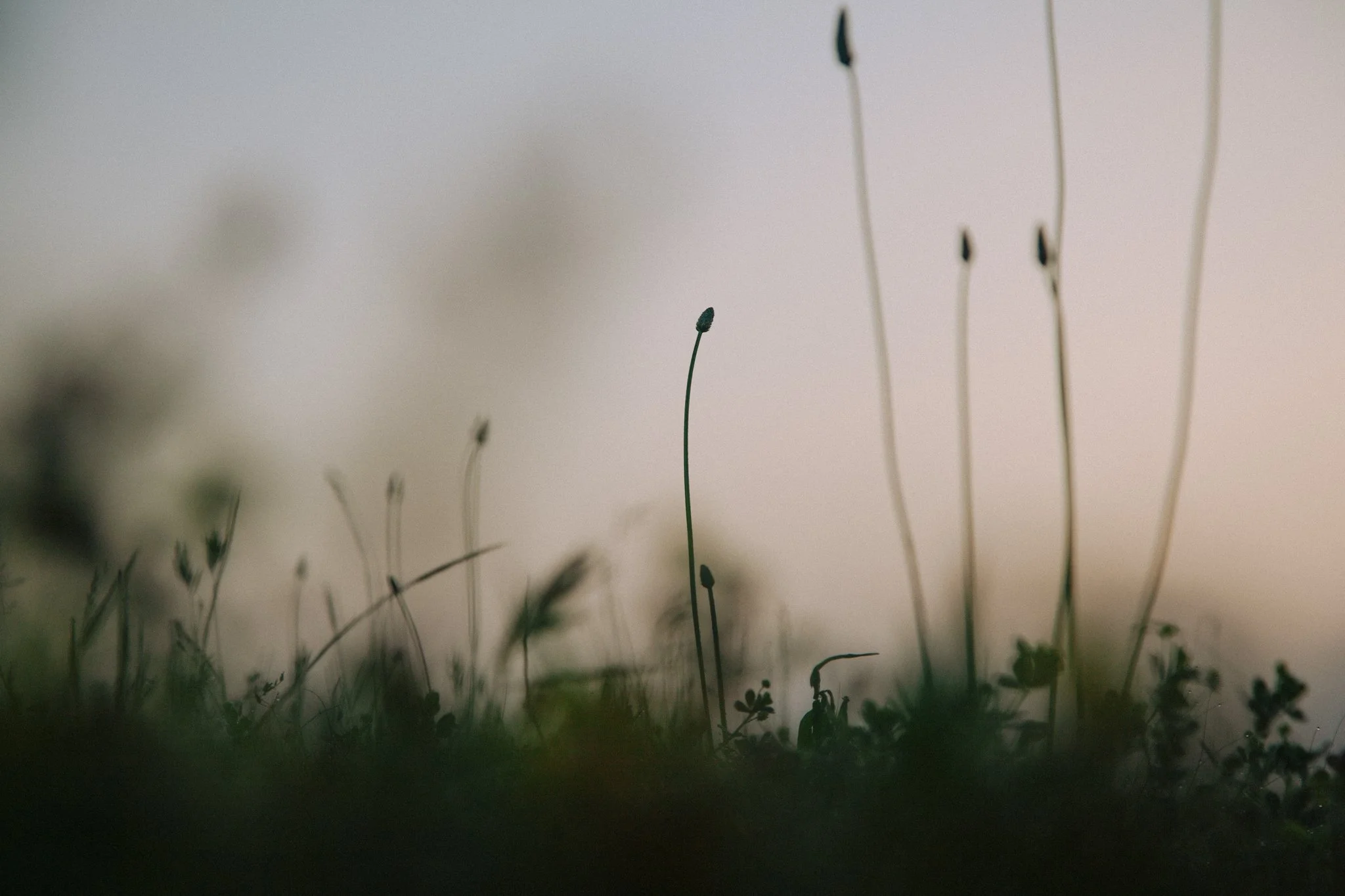 Close-up photo of thin grass and small plants, with some grass seeds or seed heads, blurry background, soft lighting, outdoor.