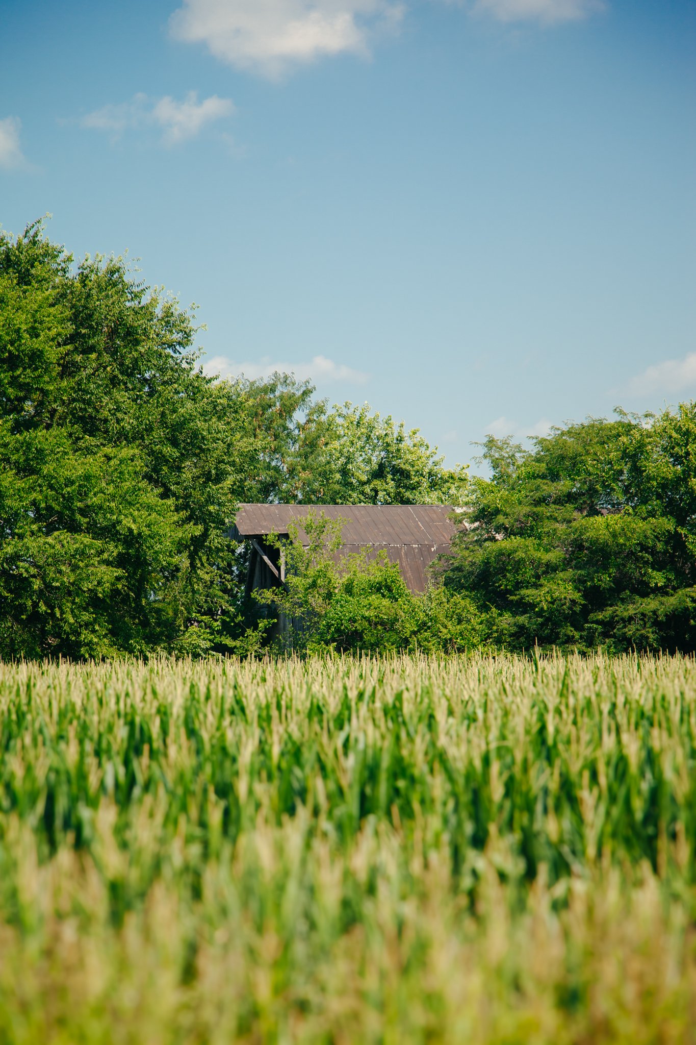 A rural scene with a field of wheat in the foreground, lush green trees and an old barn with a metal roof in the background, under a partly cloudy sky.