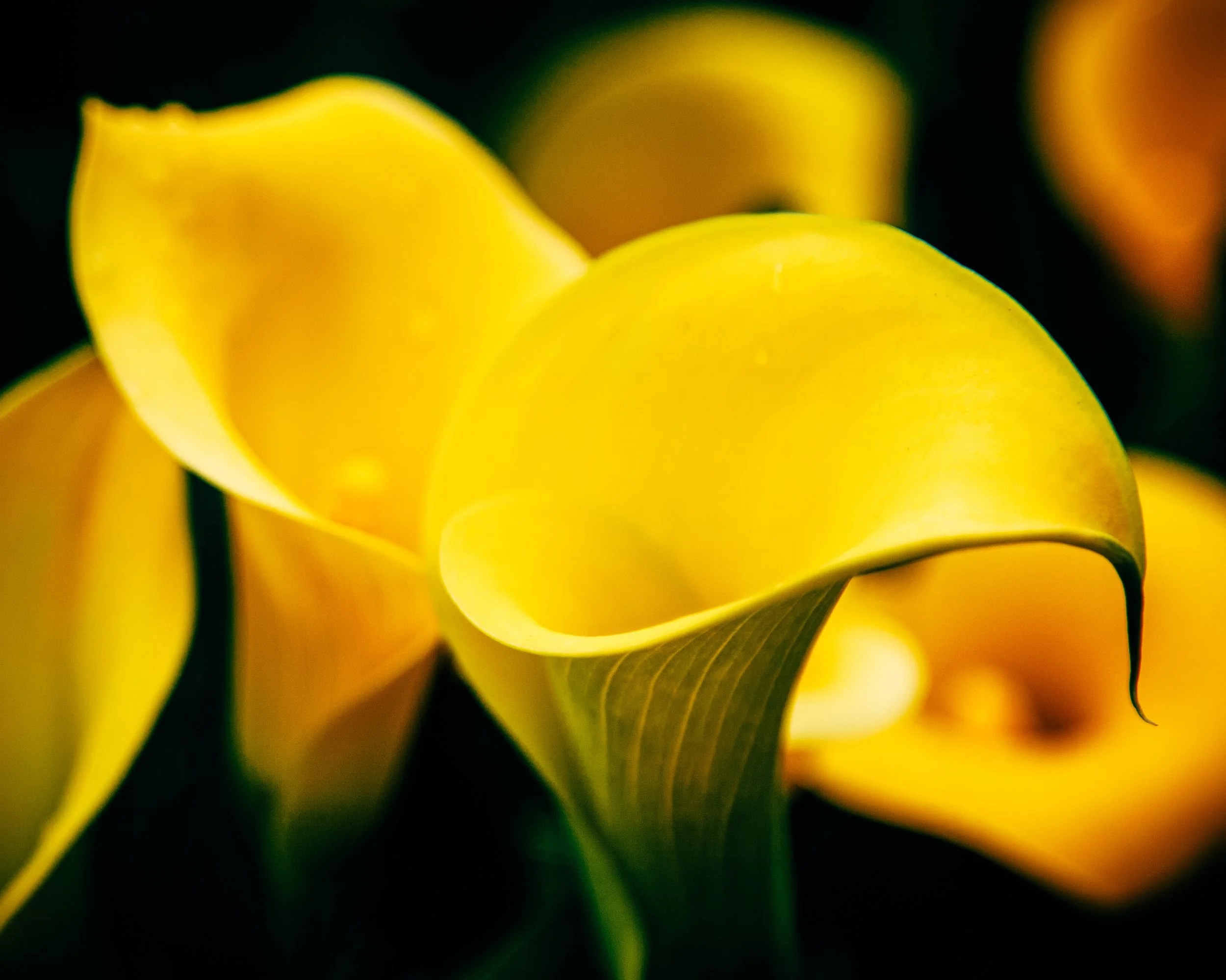 Close-up of yellow calla lily flowers with dark green leaves in the background.