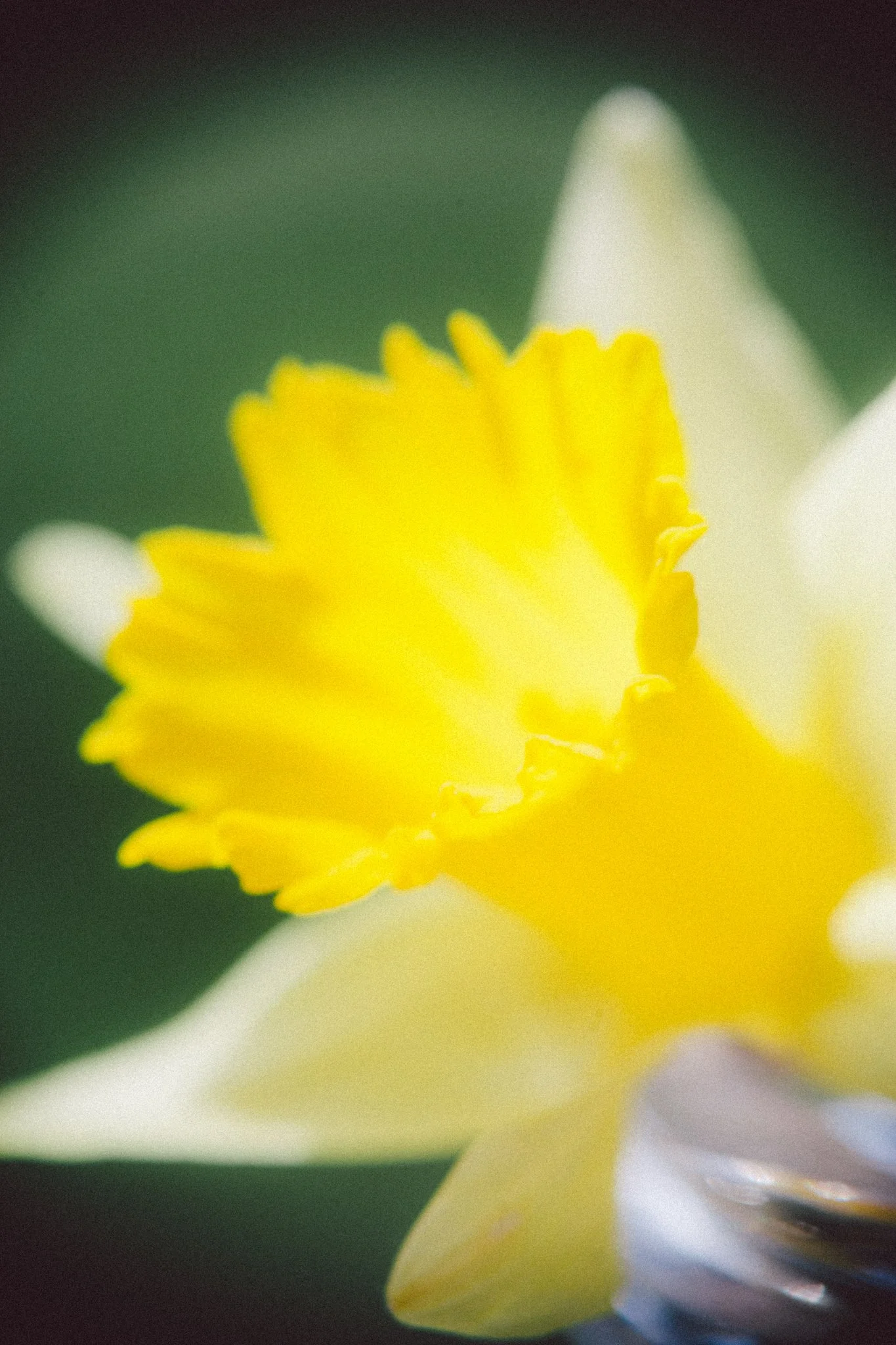 Close-up of a white and yellow flower with green background.