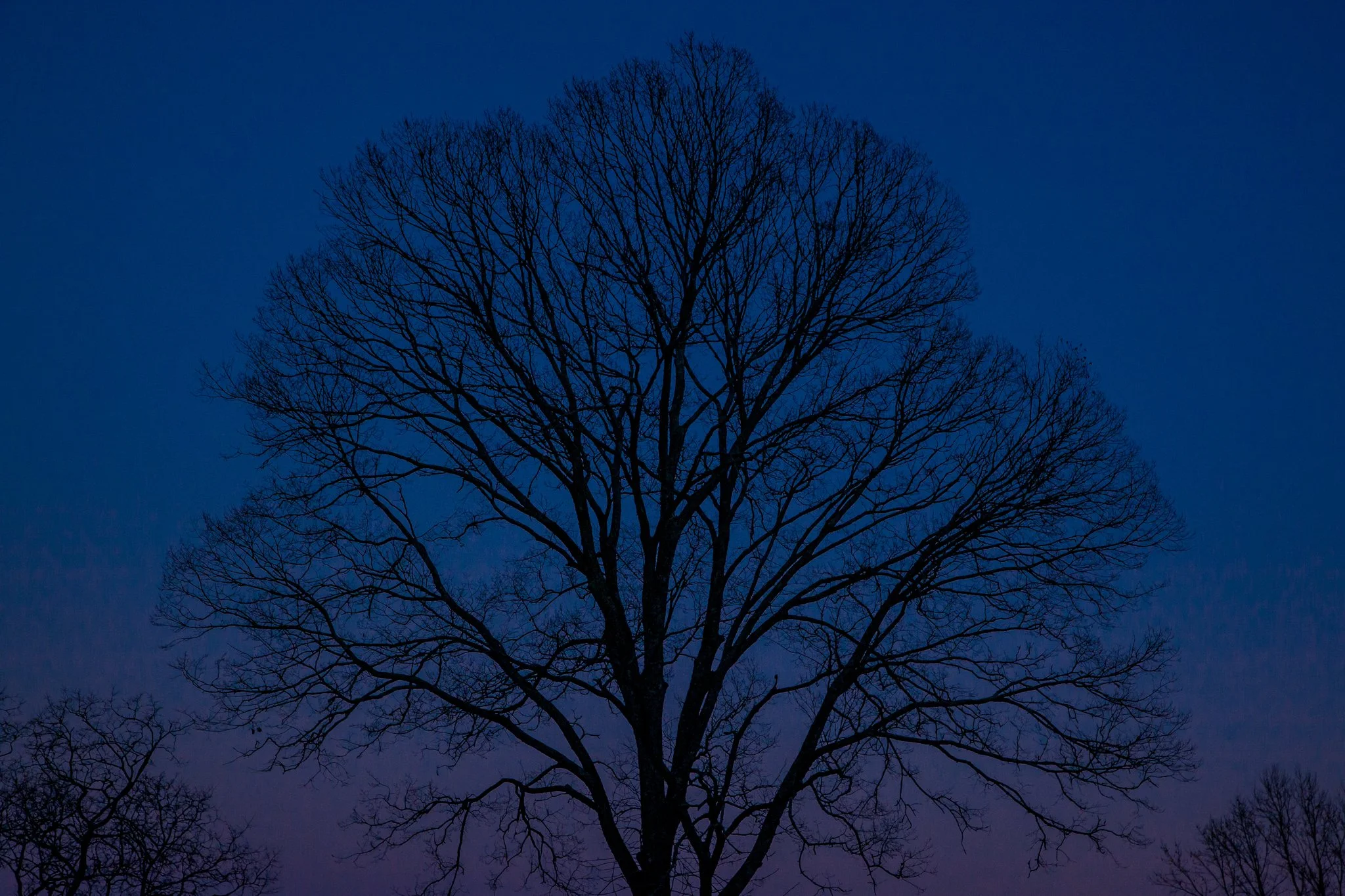 Silhouetted leafless tree against a dark blue twilight sky.