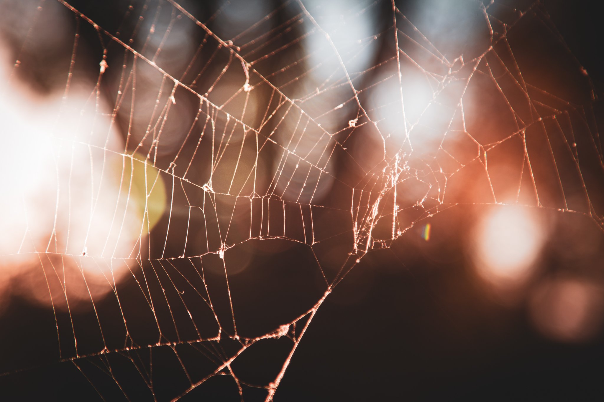 Close-up of a spider web glistening in the sunlight with a blurred background.
