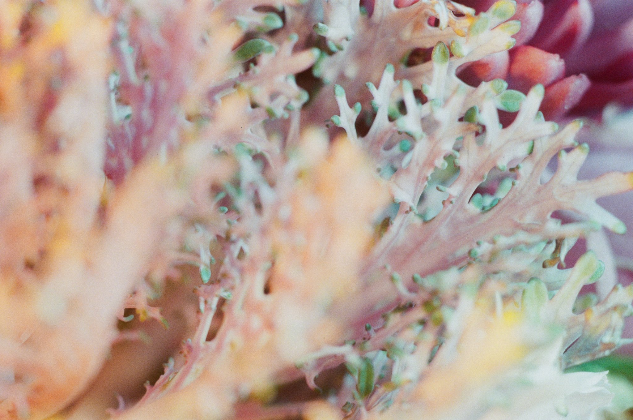 Close-up of a colorful, textured surface with tiny green and white bumps, possibly part of a plant or mineral formation.