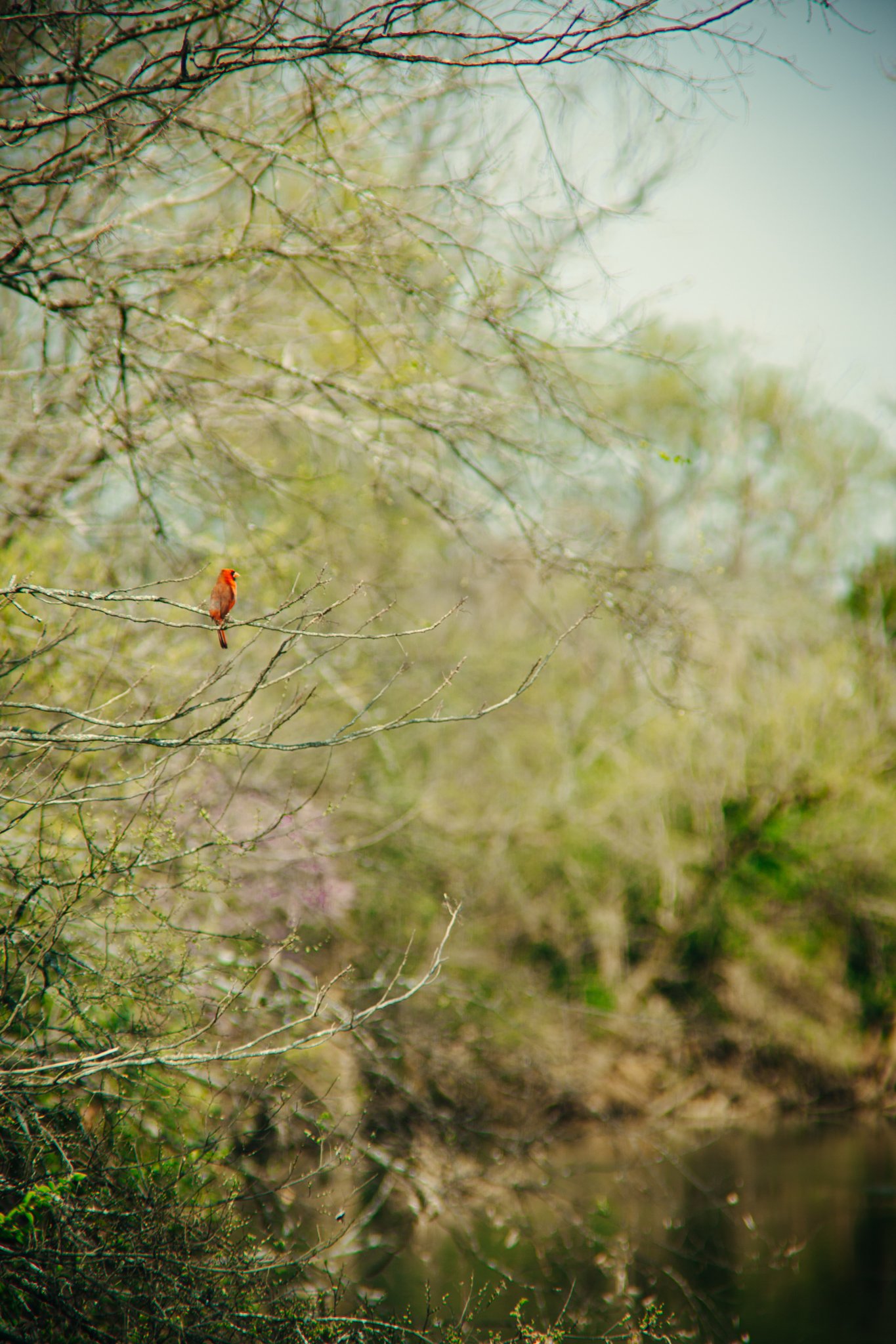 A small red bird perched on a thin branch among a tangle of bare tree branches in a lush green forest setting.