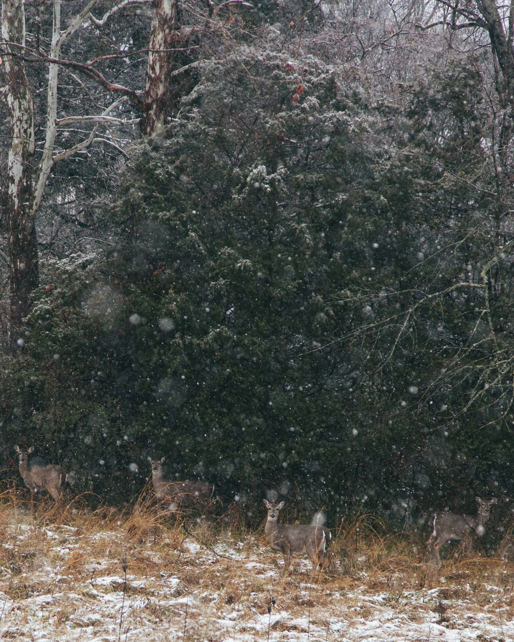 Snowy forest with tall trees and three deer standing on the snow-covered ground.