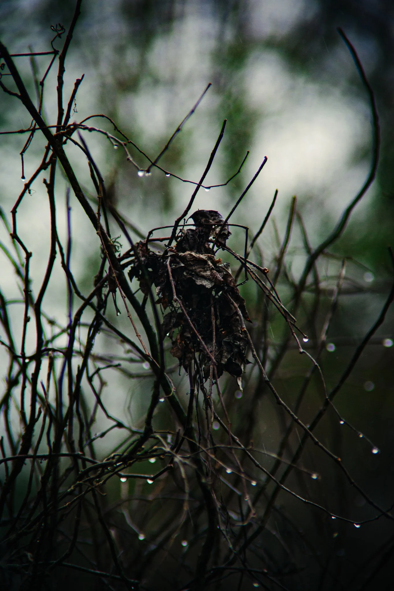 Wet, tangled branches and dried leaves on a tree branch with water droplets hanging, in a foggy or rainy environment.